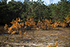 Prescribed burn thumbnail