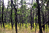 Grassy forest thumbnail