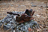 Bear Swamp Hill thumbnail