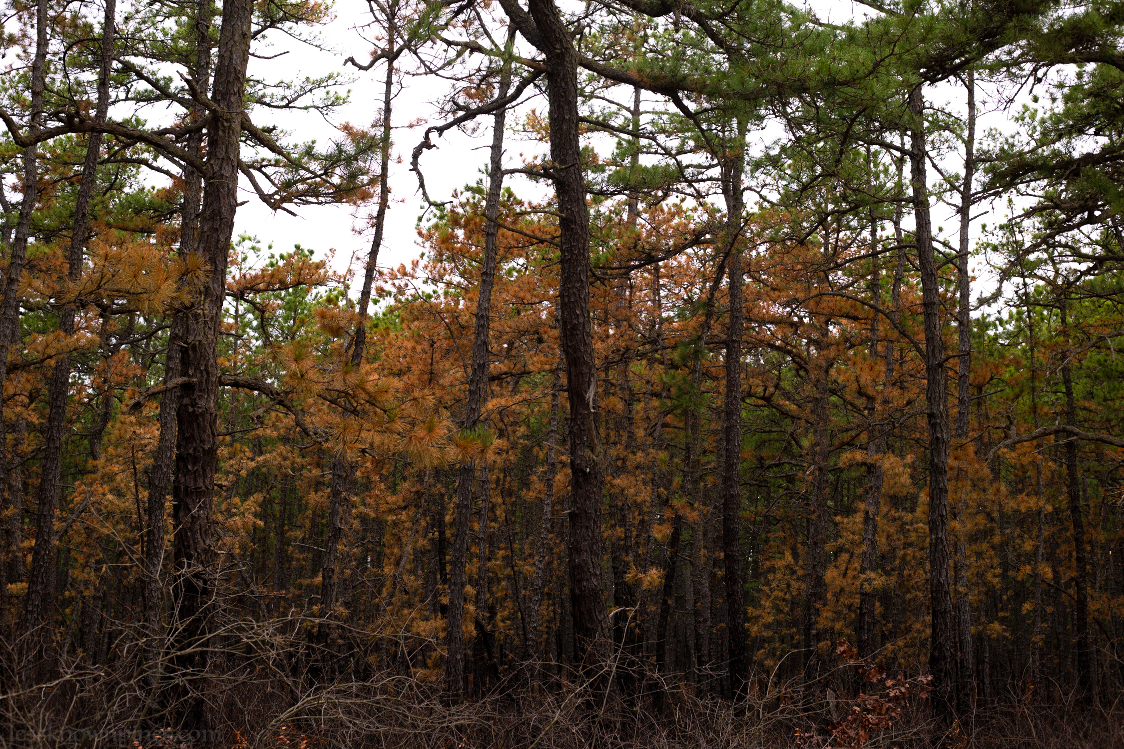 Yellow burnt pitch pine
