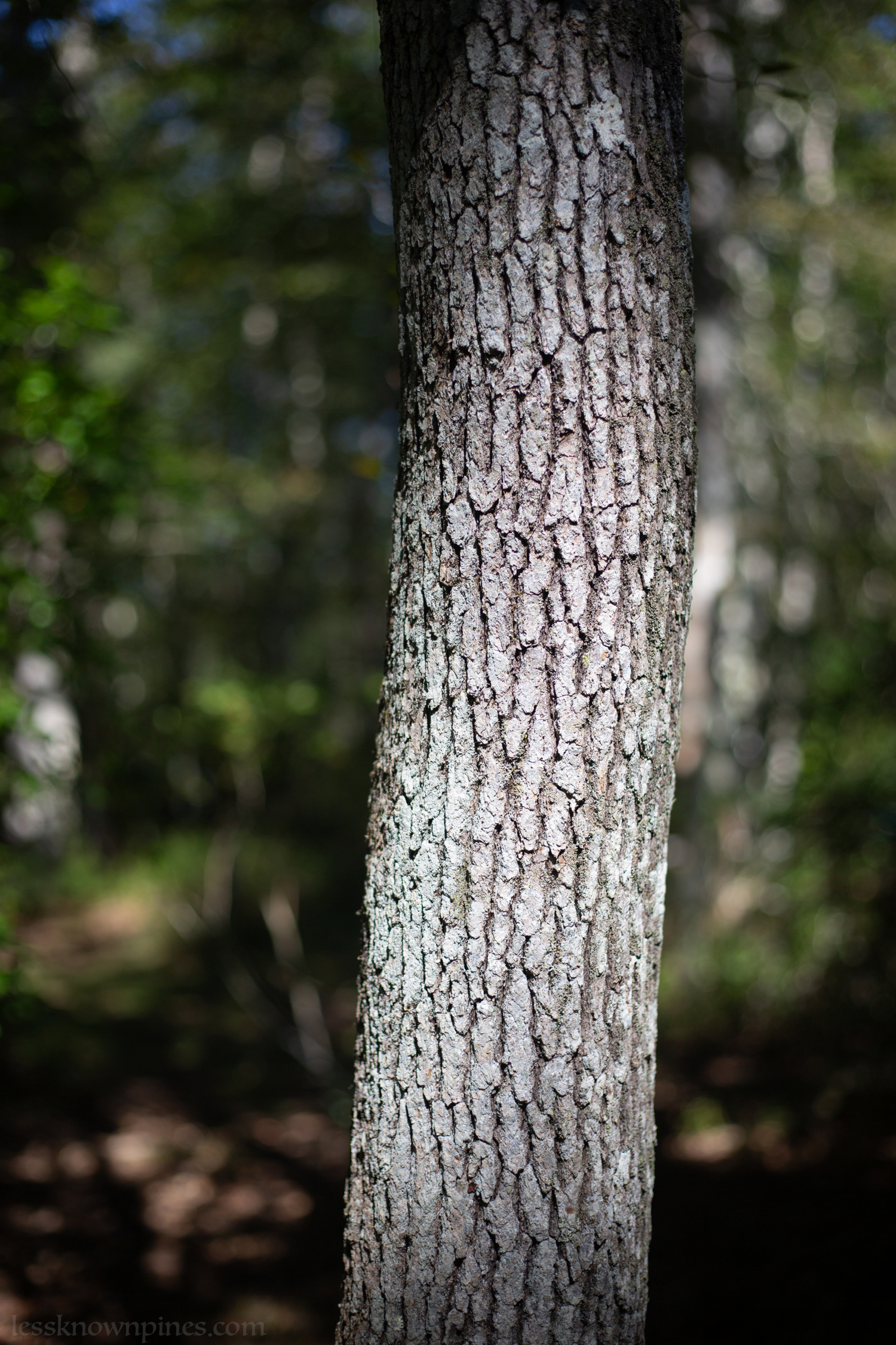 Blackgum bark