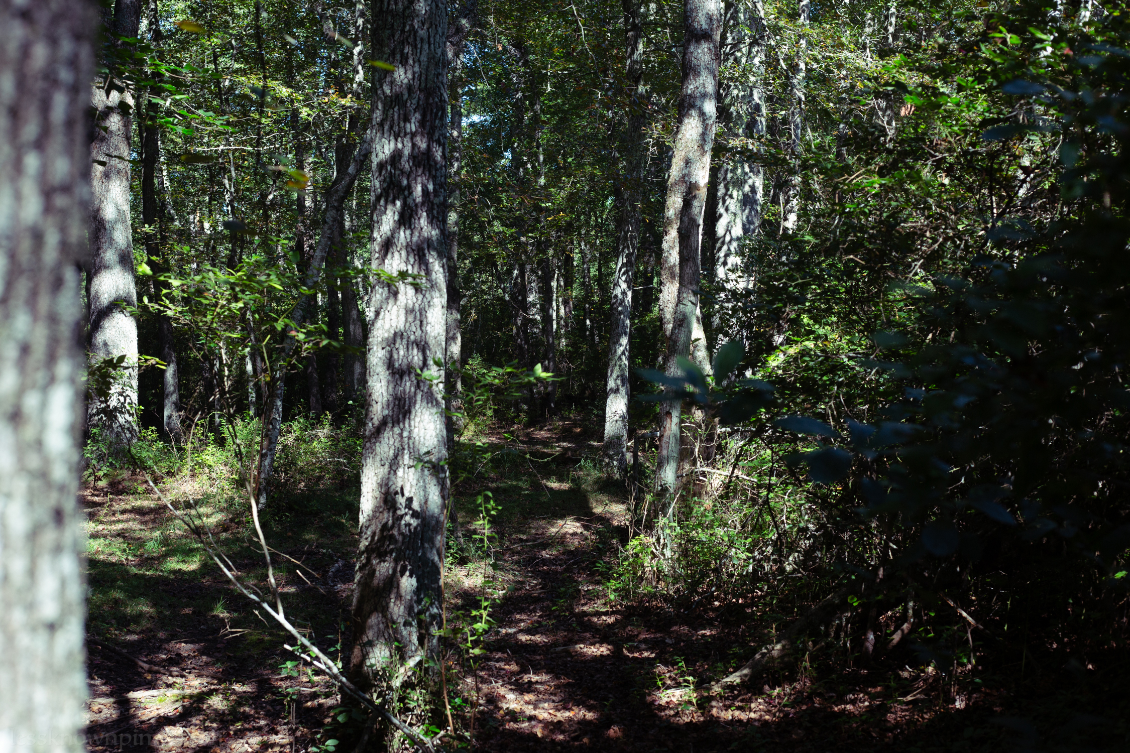 Blackgum forest