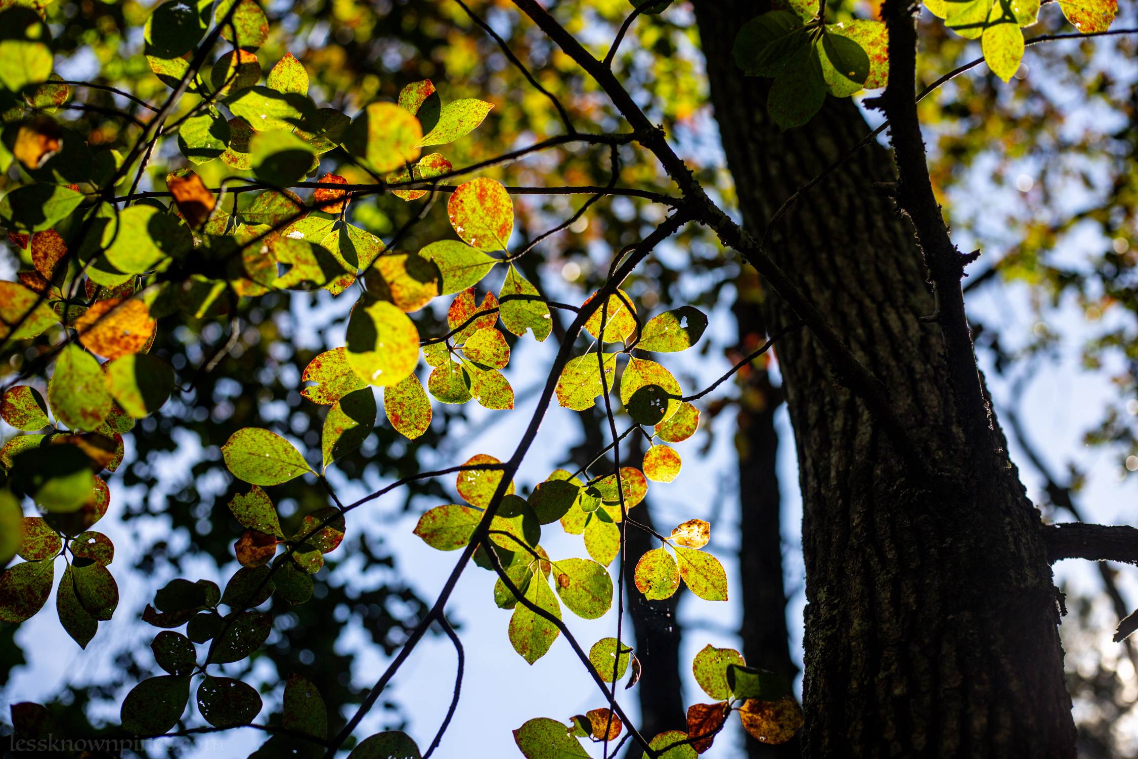Blackgum late summer foliage