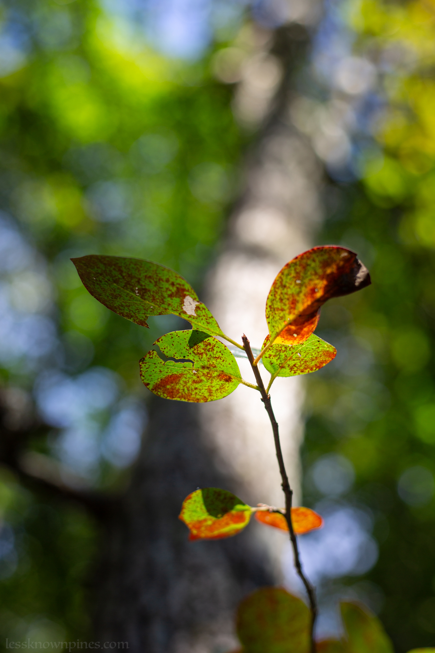 Blackgum twig and leaves
