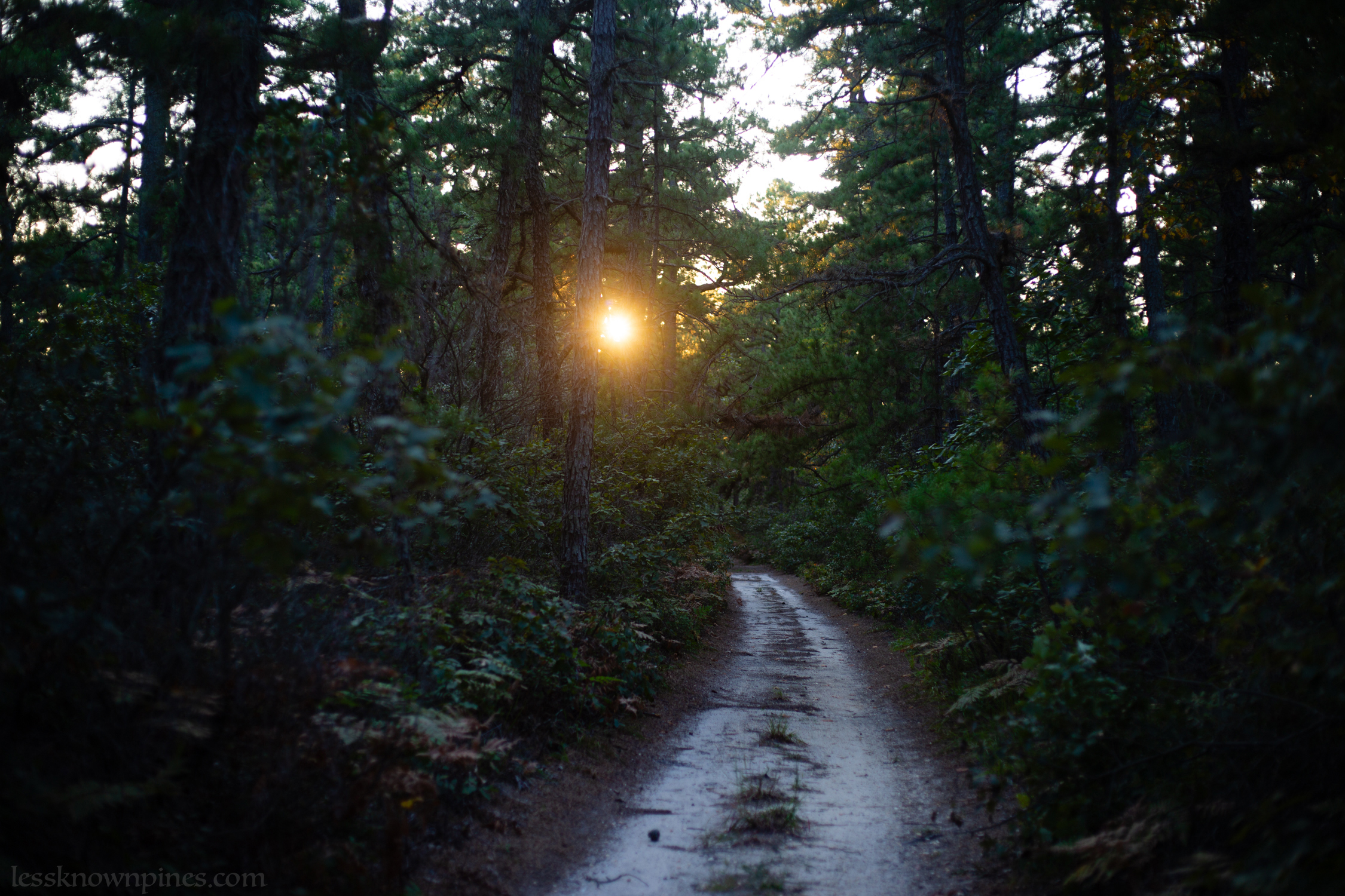 Evening late summer trail