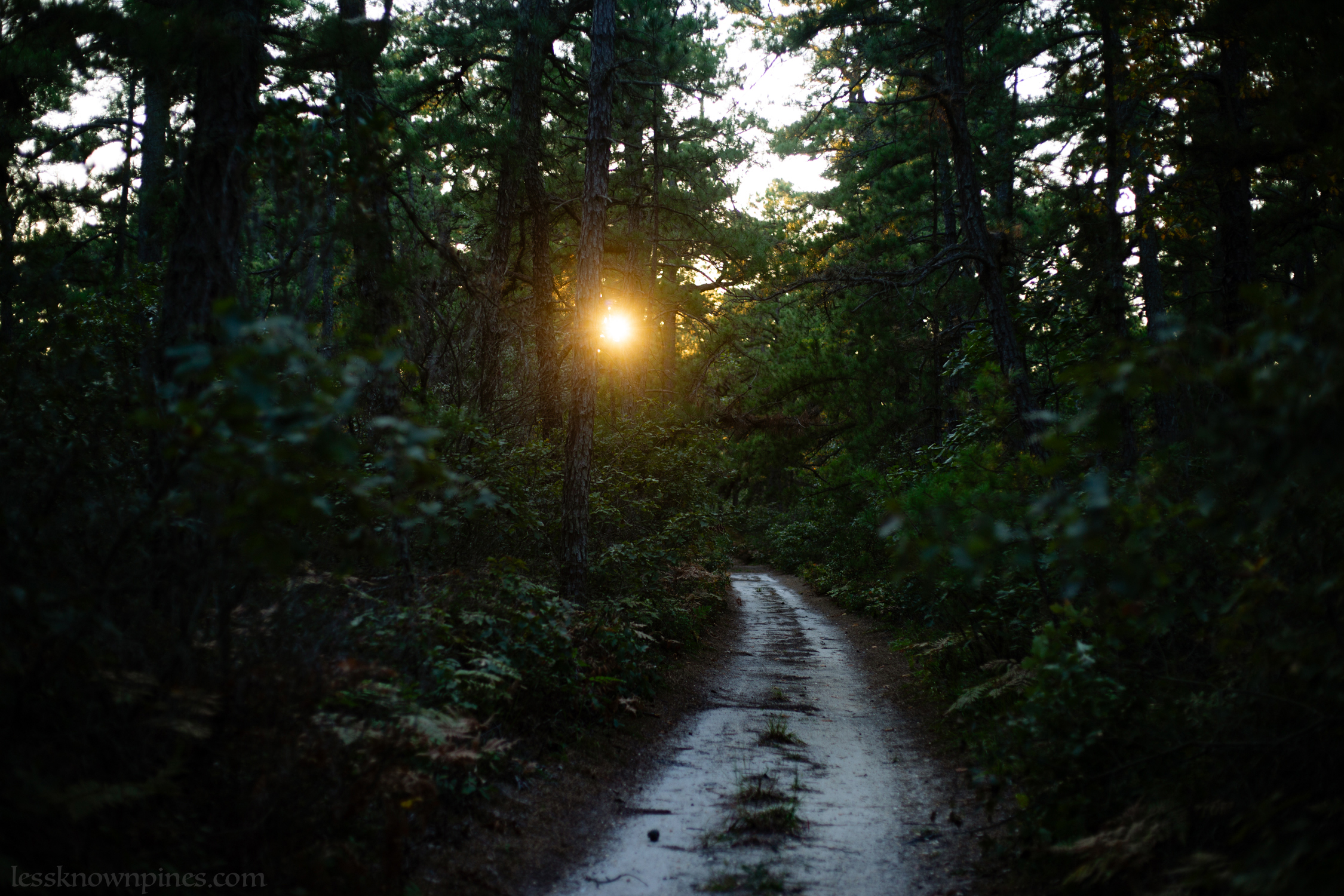 Late afternoon trail