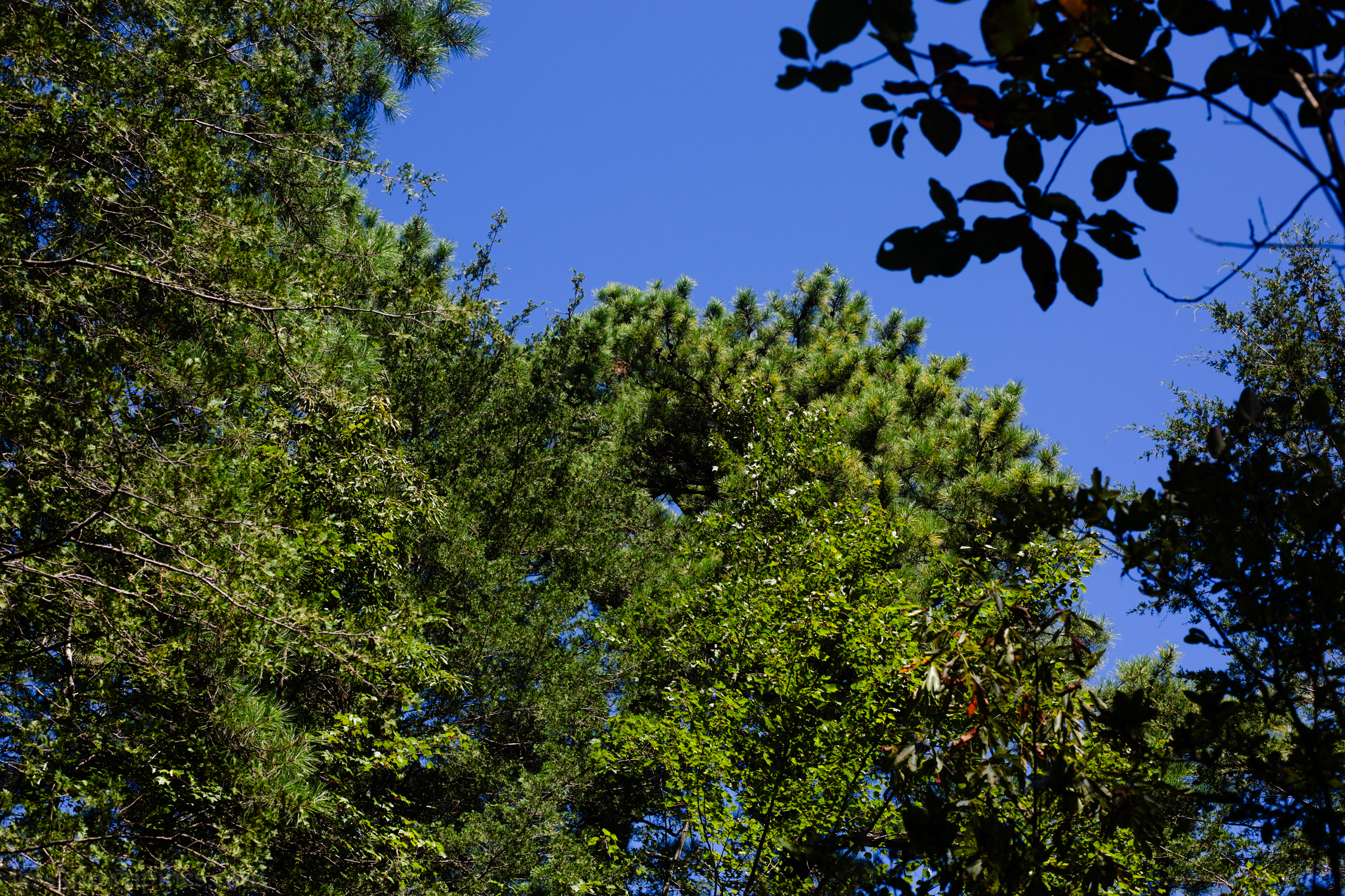 Pine, cedar, and blackgum