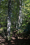 Sooy Preserve blackgum forest thumbnail