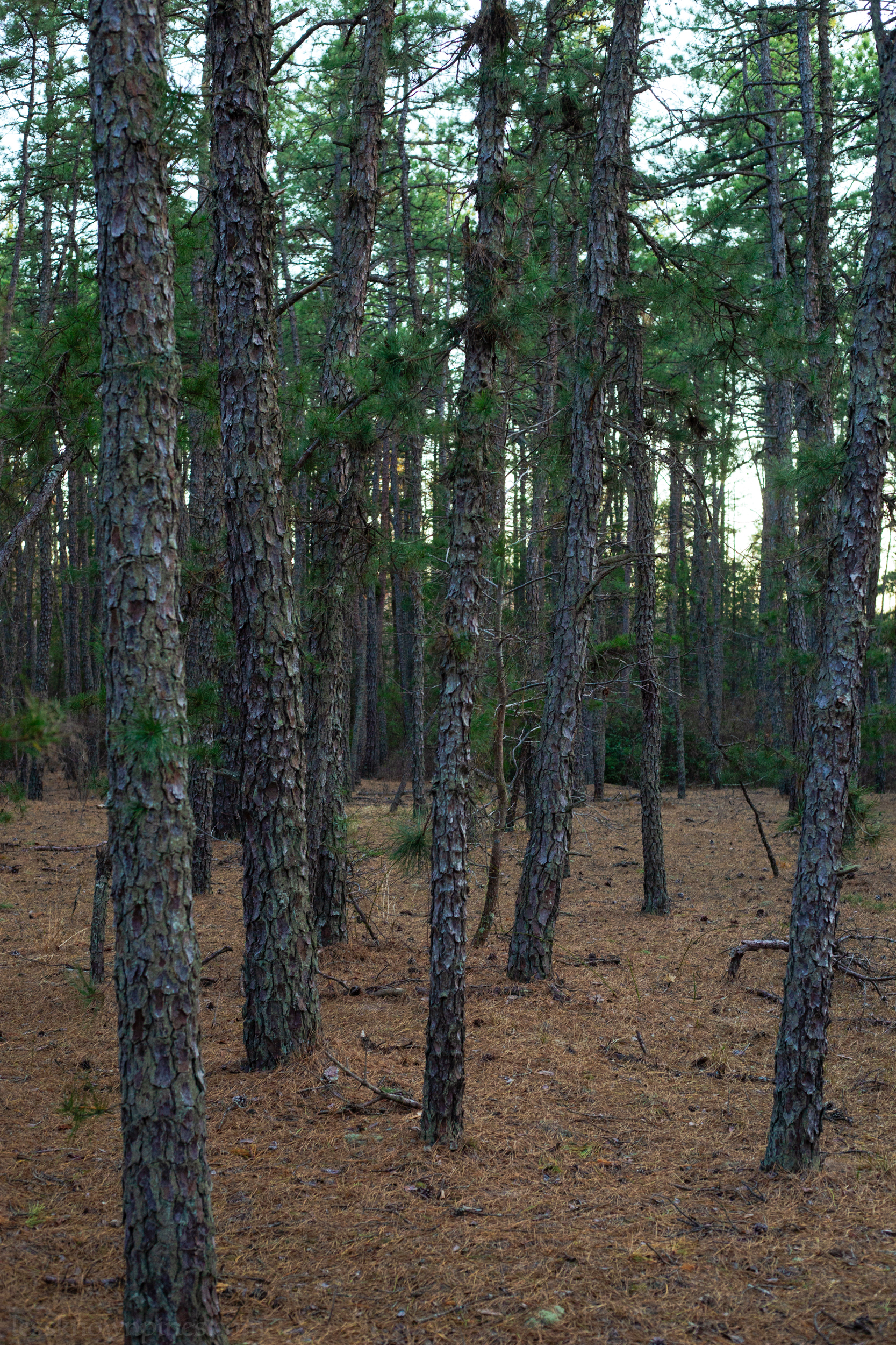Nothing but pine needles