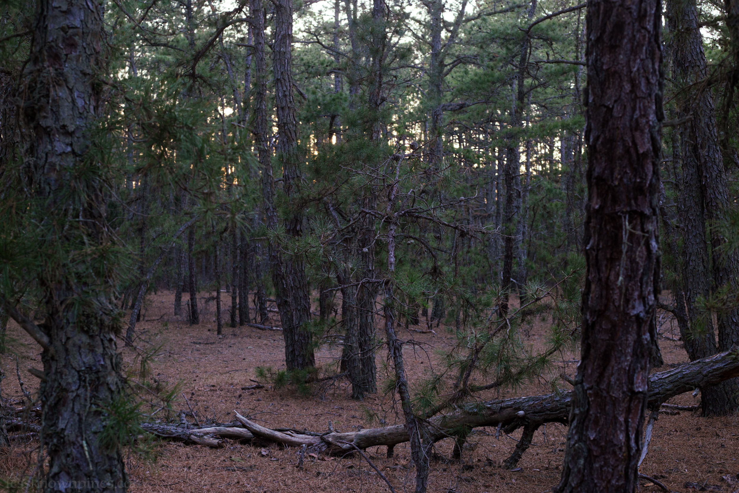 Pine but no brush