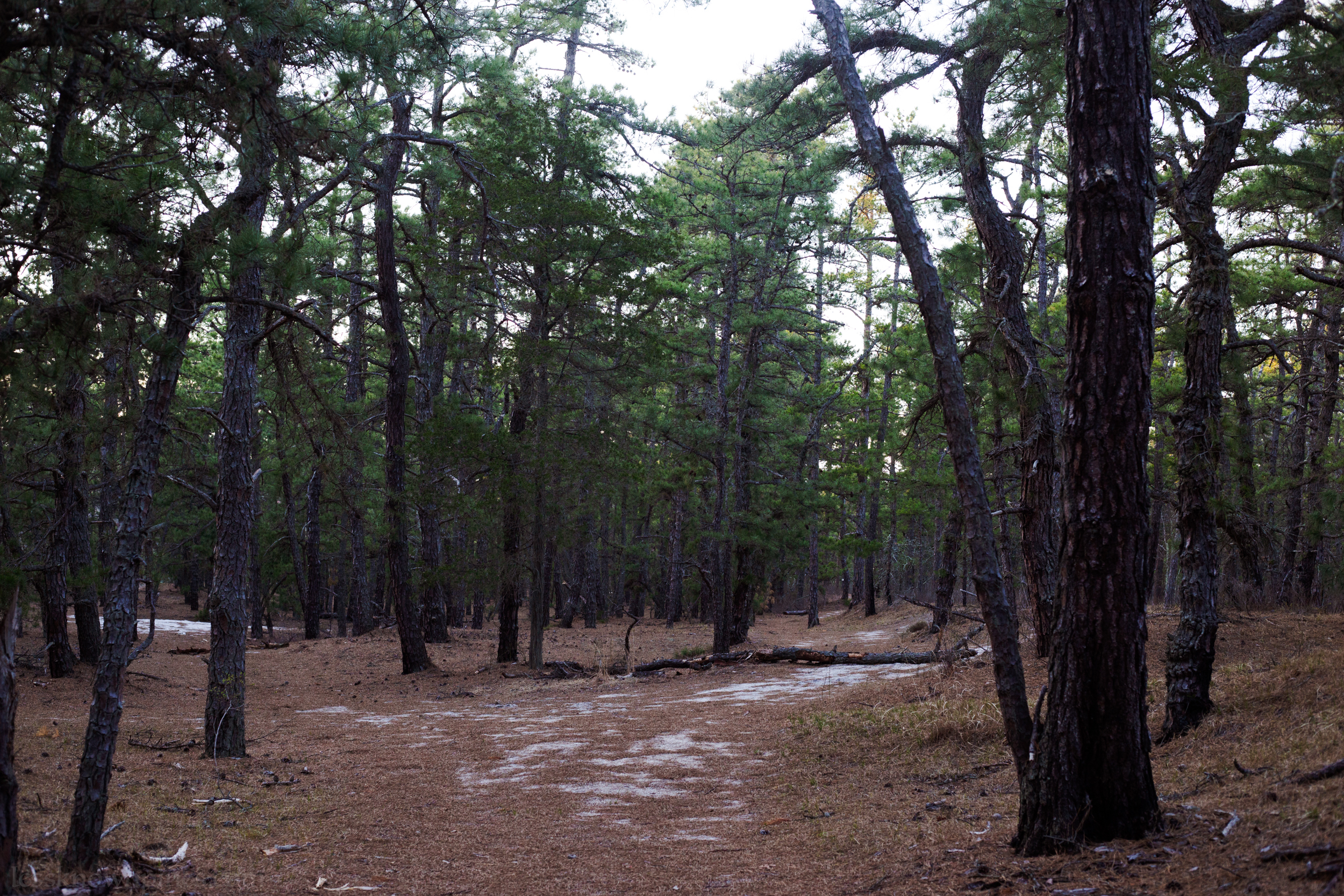 Barren grounded woods