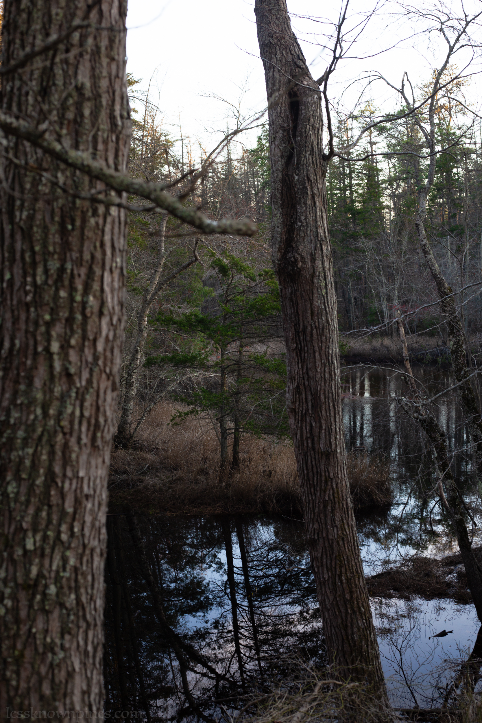 Cedar on island