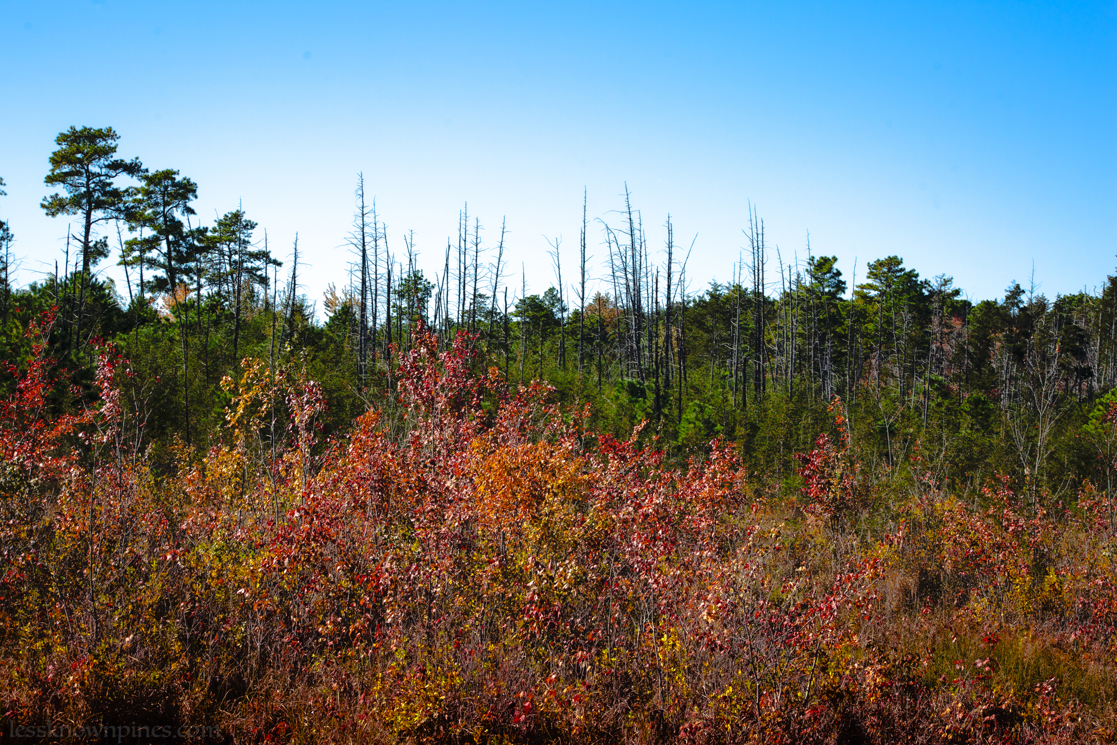 Wharton State forest dead cedar