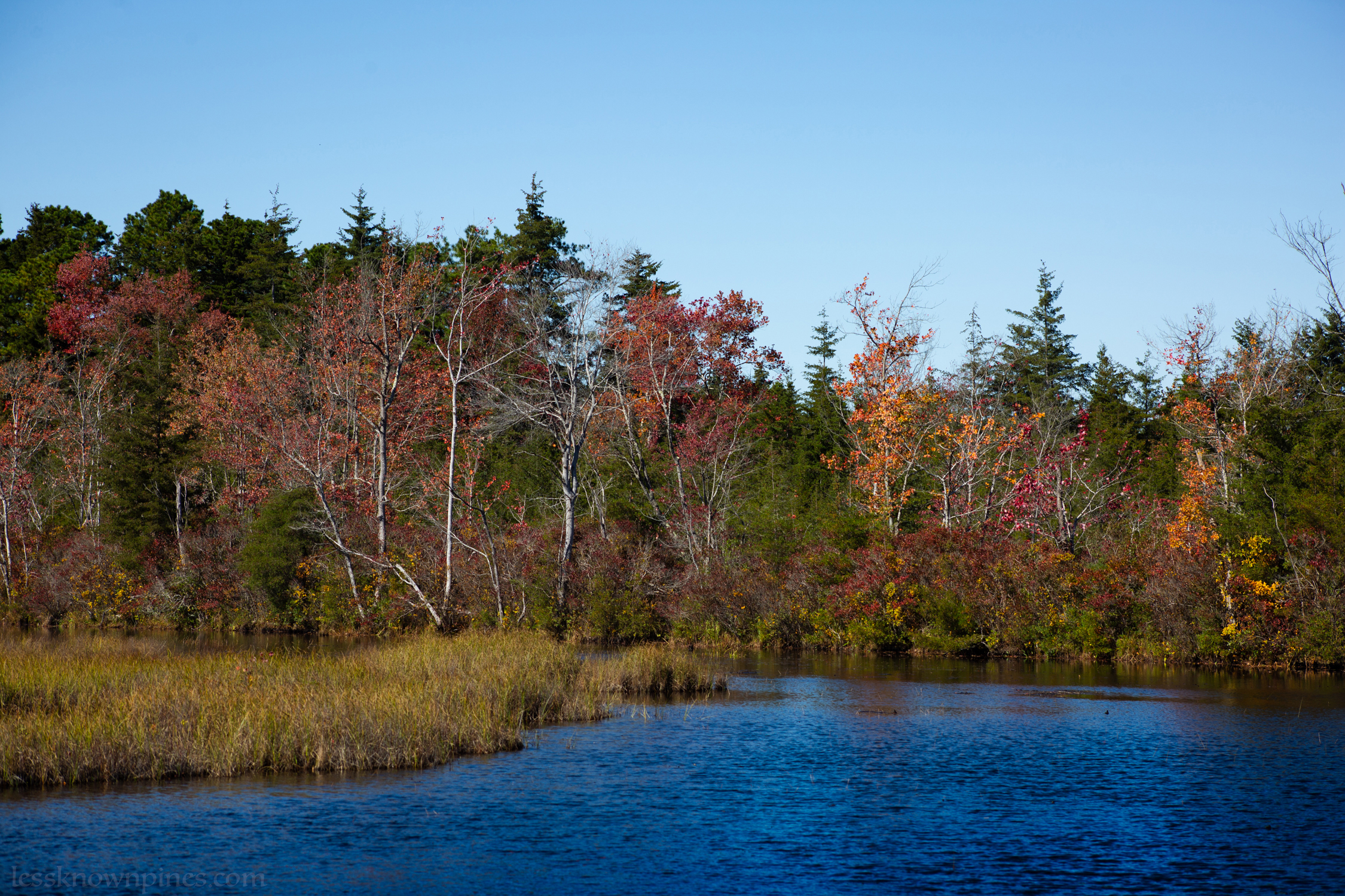 Wharton State forest fall foliage