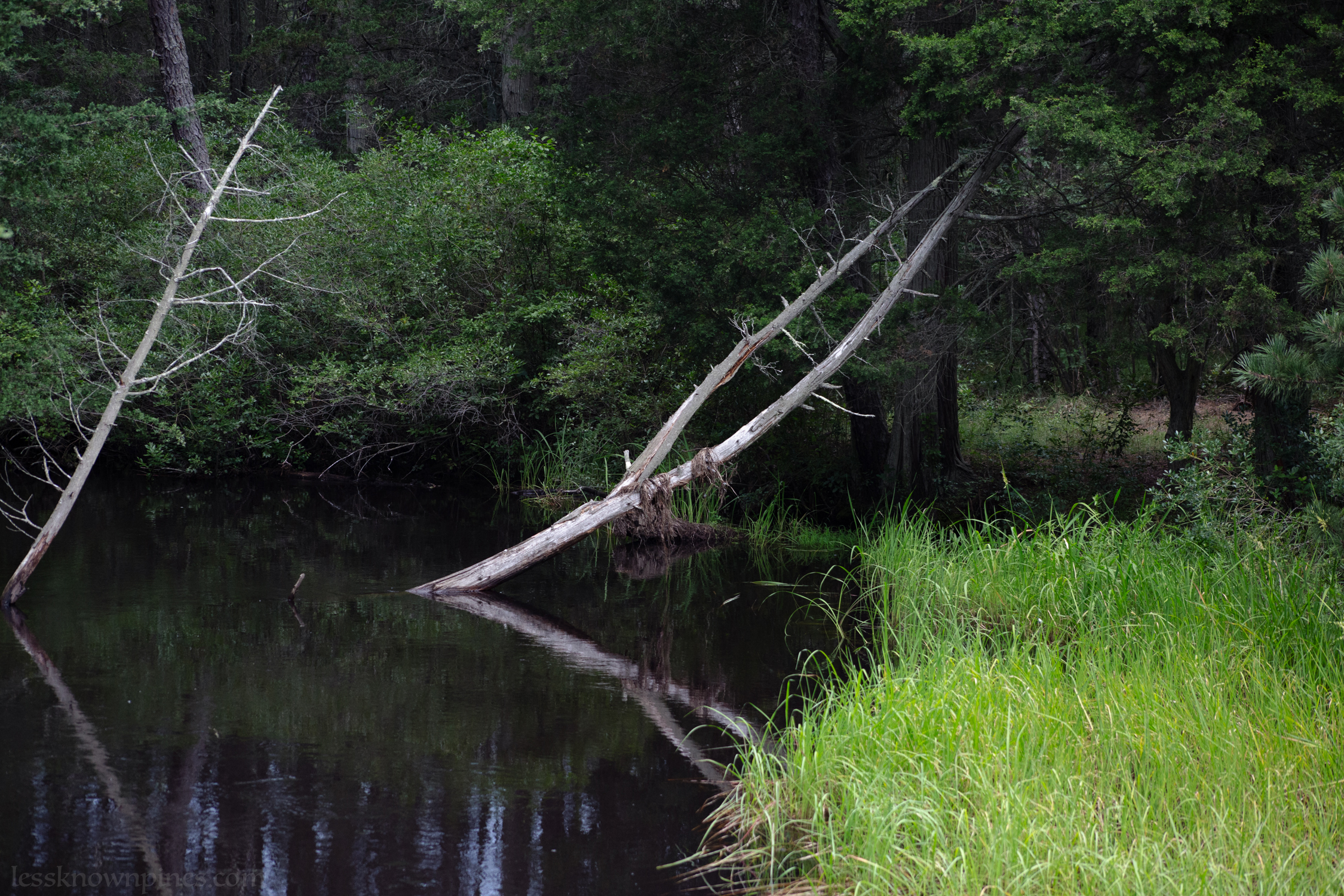 Fork for a cedar skeleton