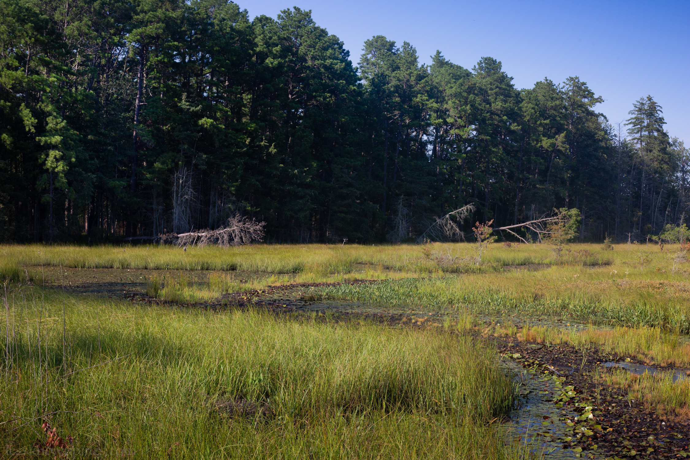 Friendship historic ruins swamp grassland