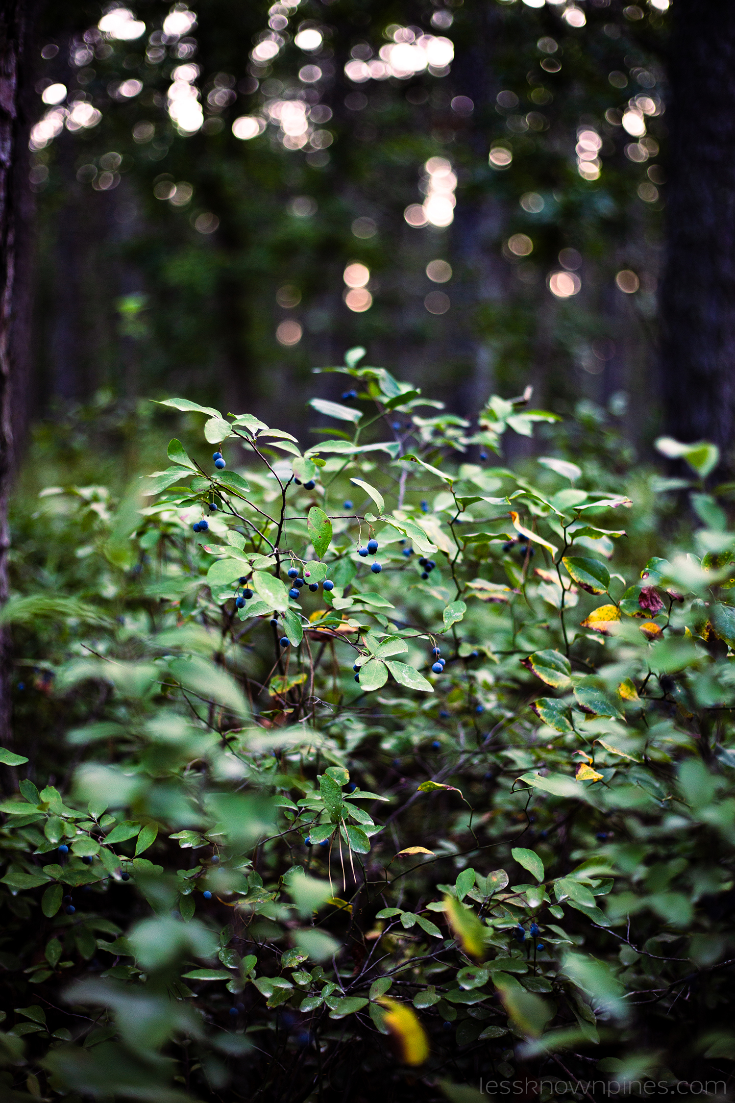 Fully bloomed huckleberry