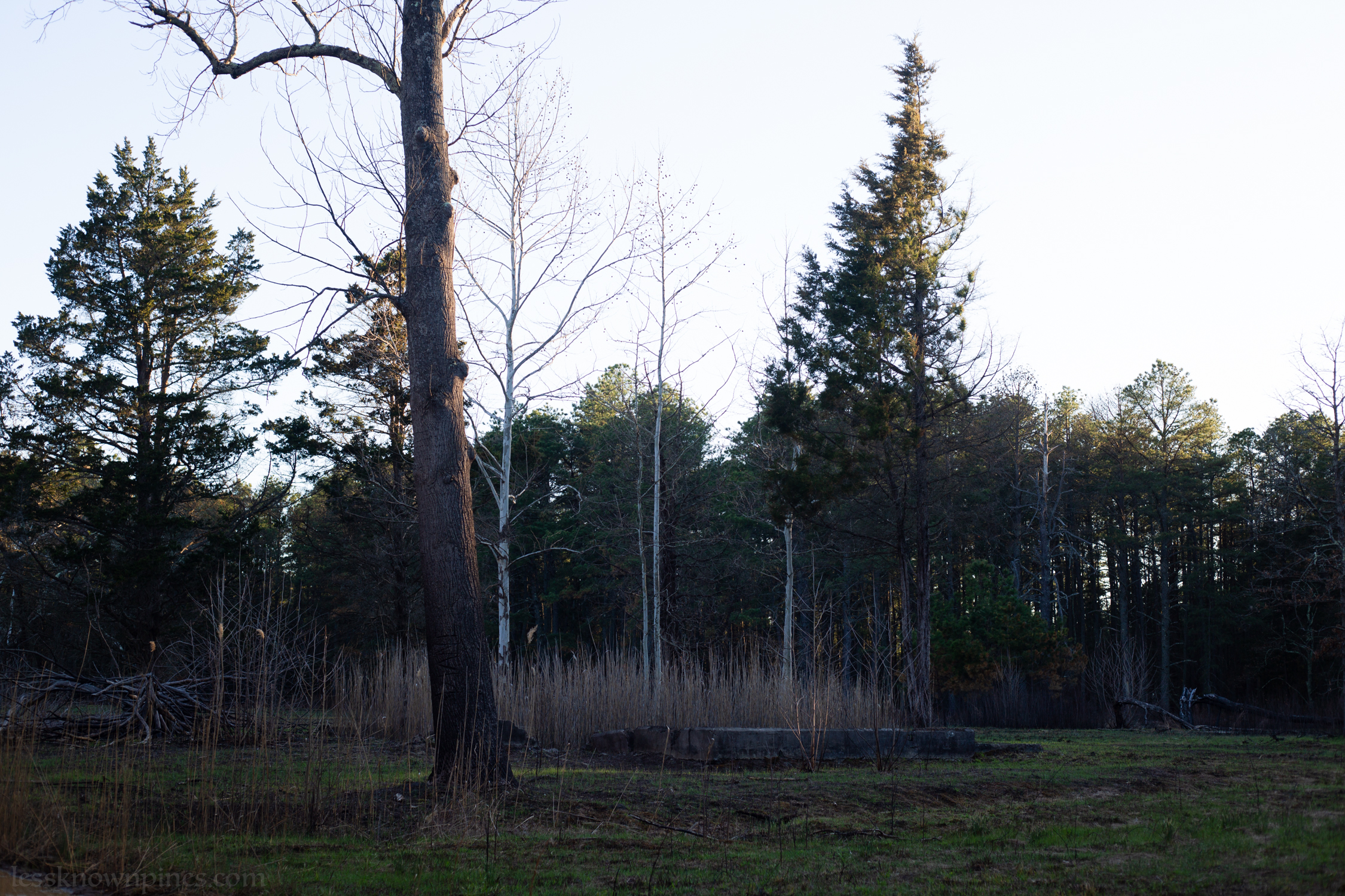 Grass and birch grow through remains