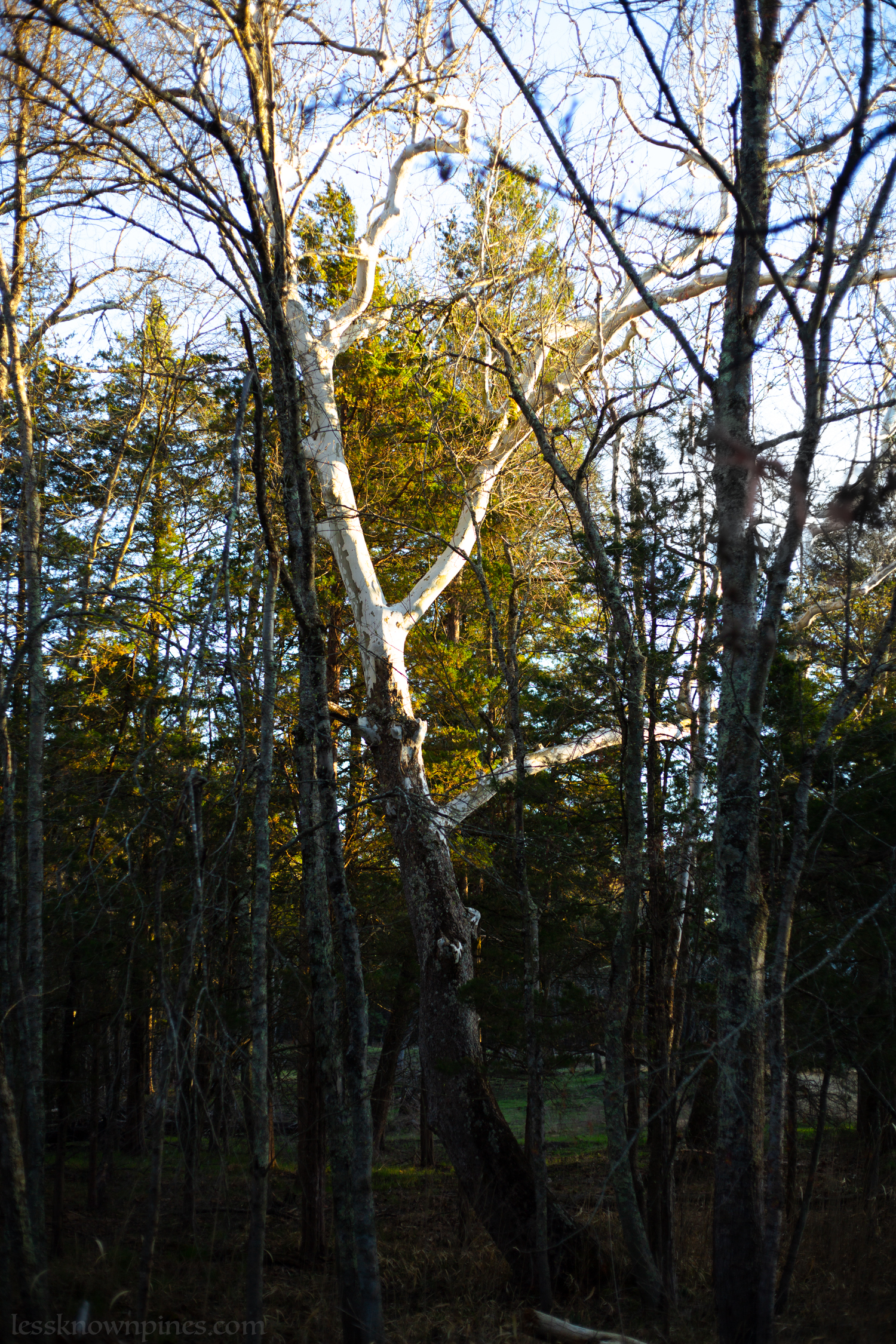 Gray Birch