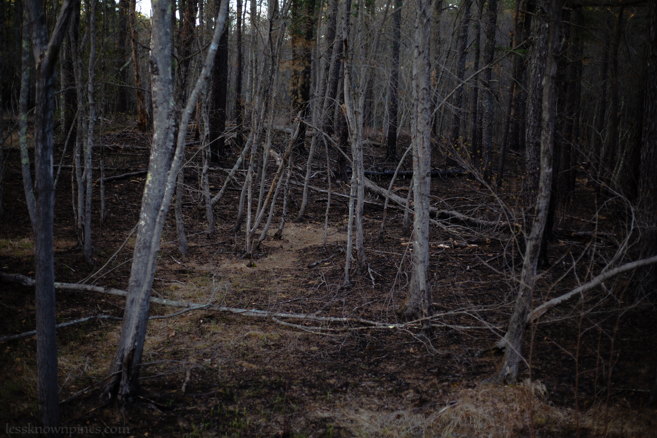 Hard woodland