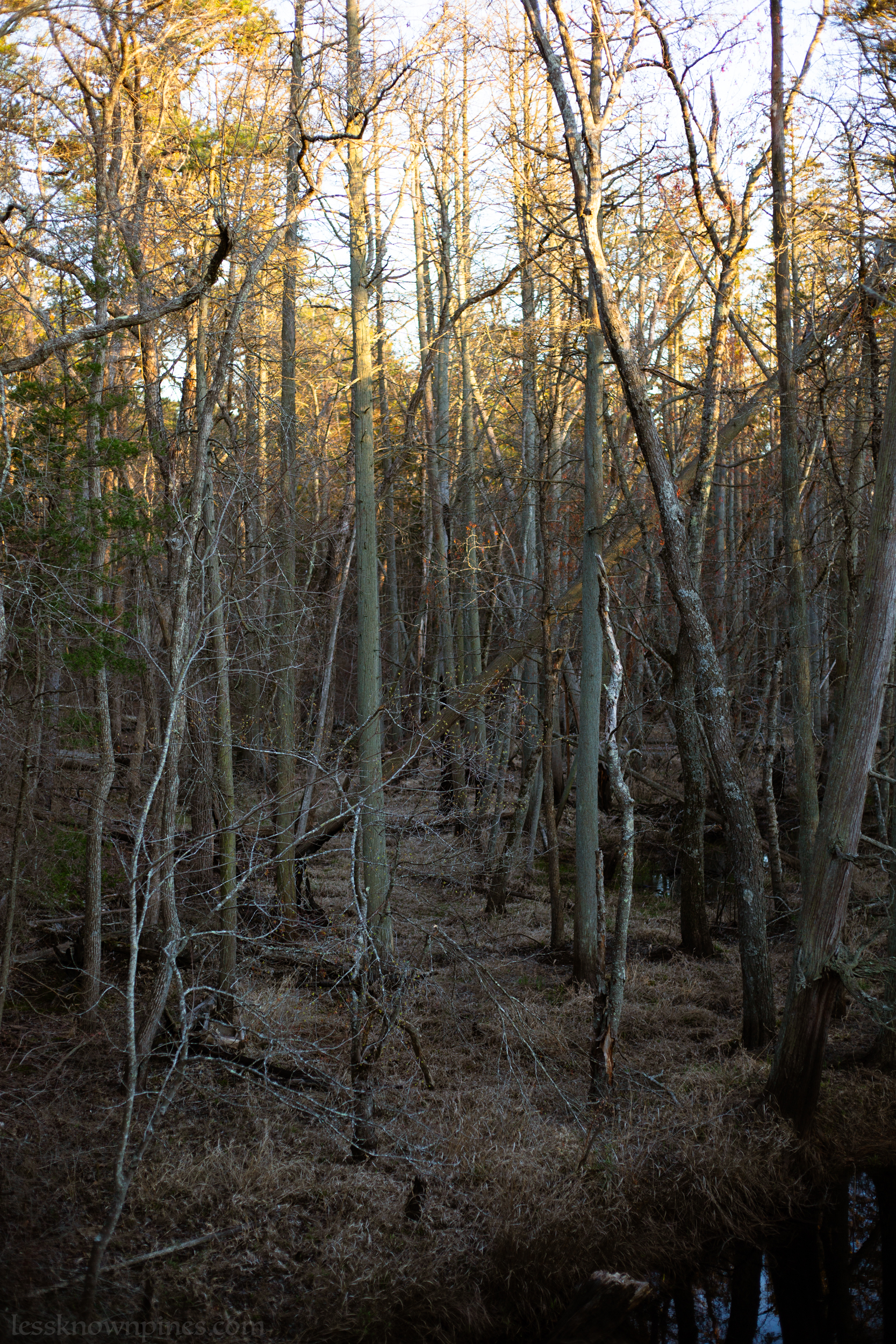 Hardwood Mullica River forest