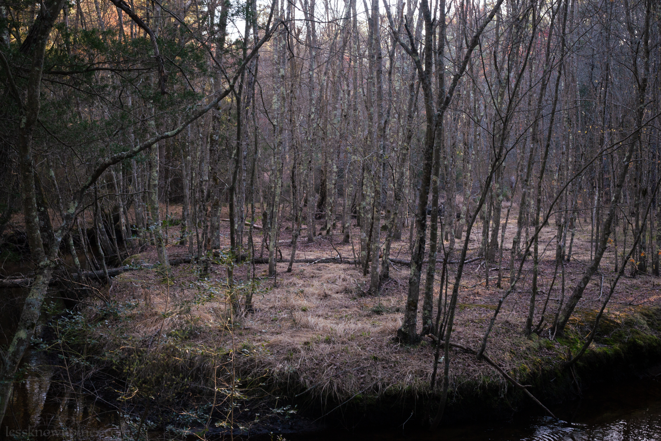 Hardwoods around stream of Batsto River