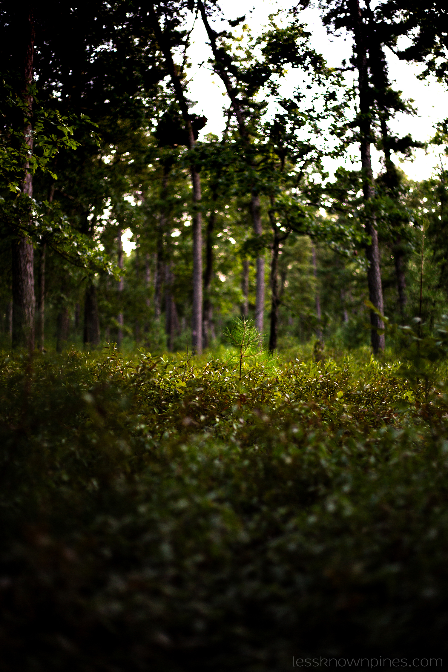 Lone sapling