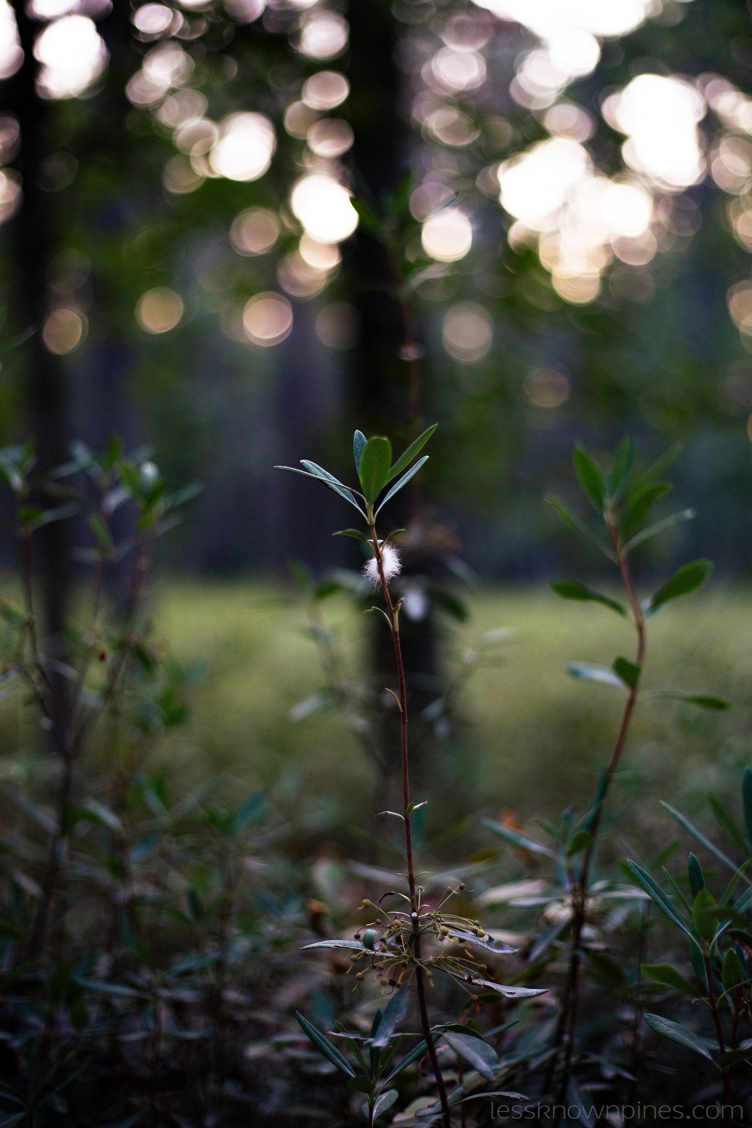 Lone stem huckleberry