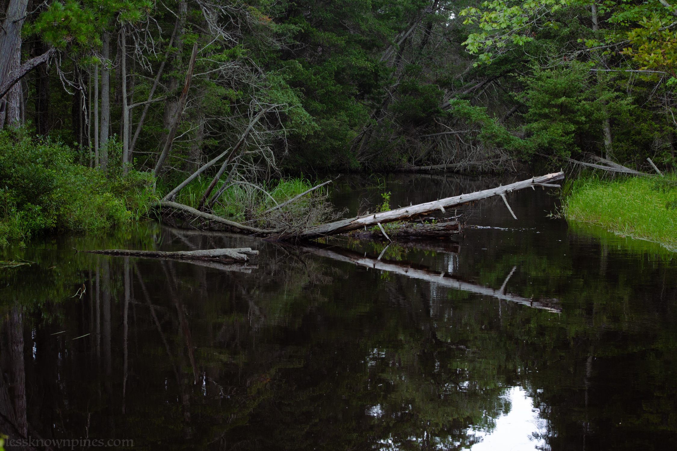 Low elevation rivery cedar swamp