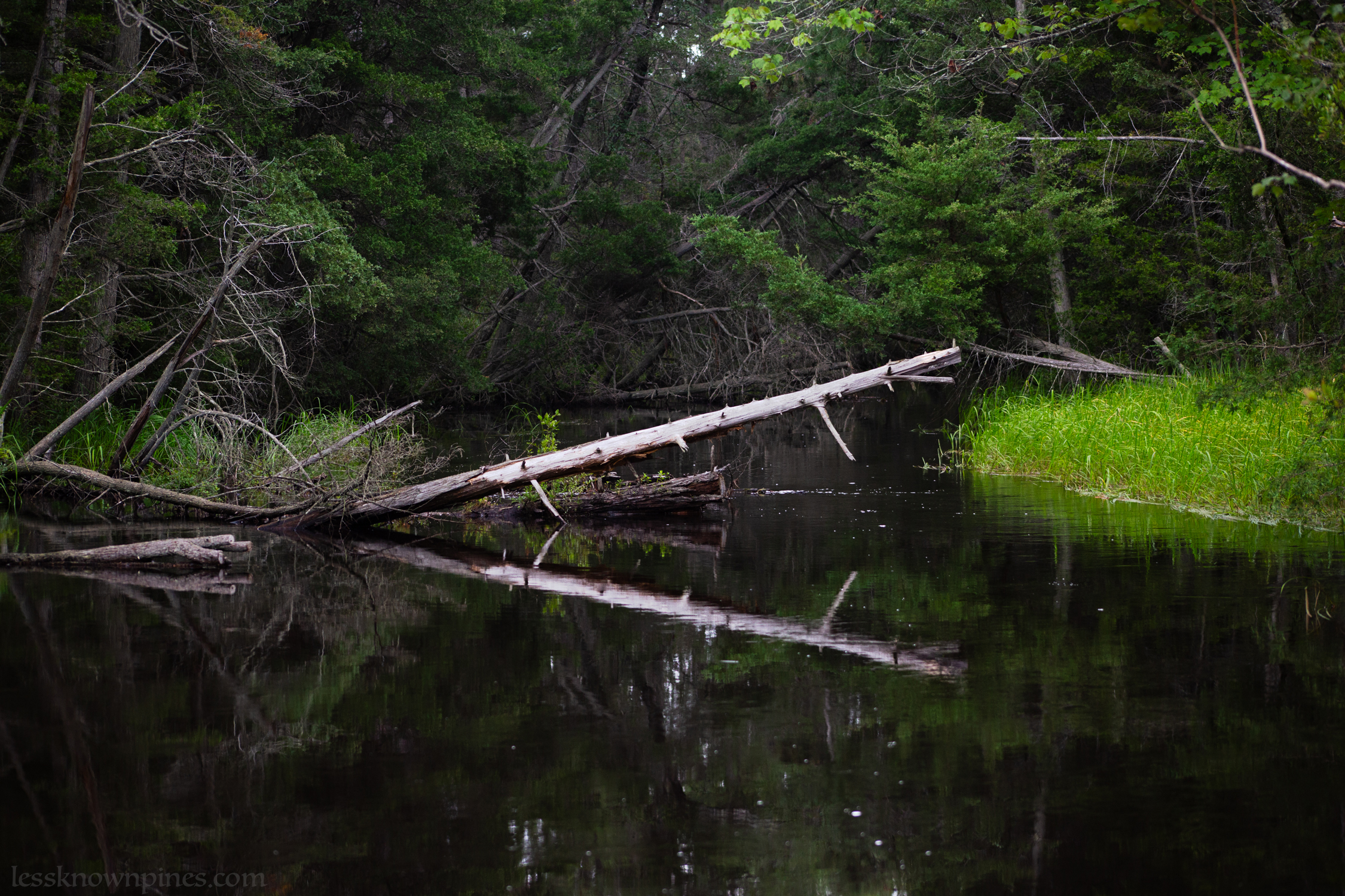 Many trees fall by roots creating a hole for new ponds