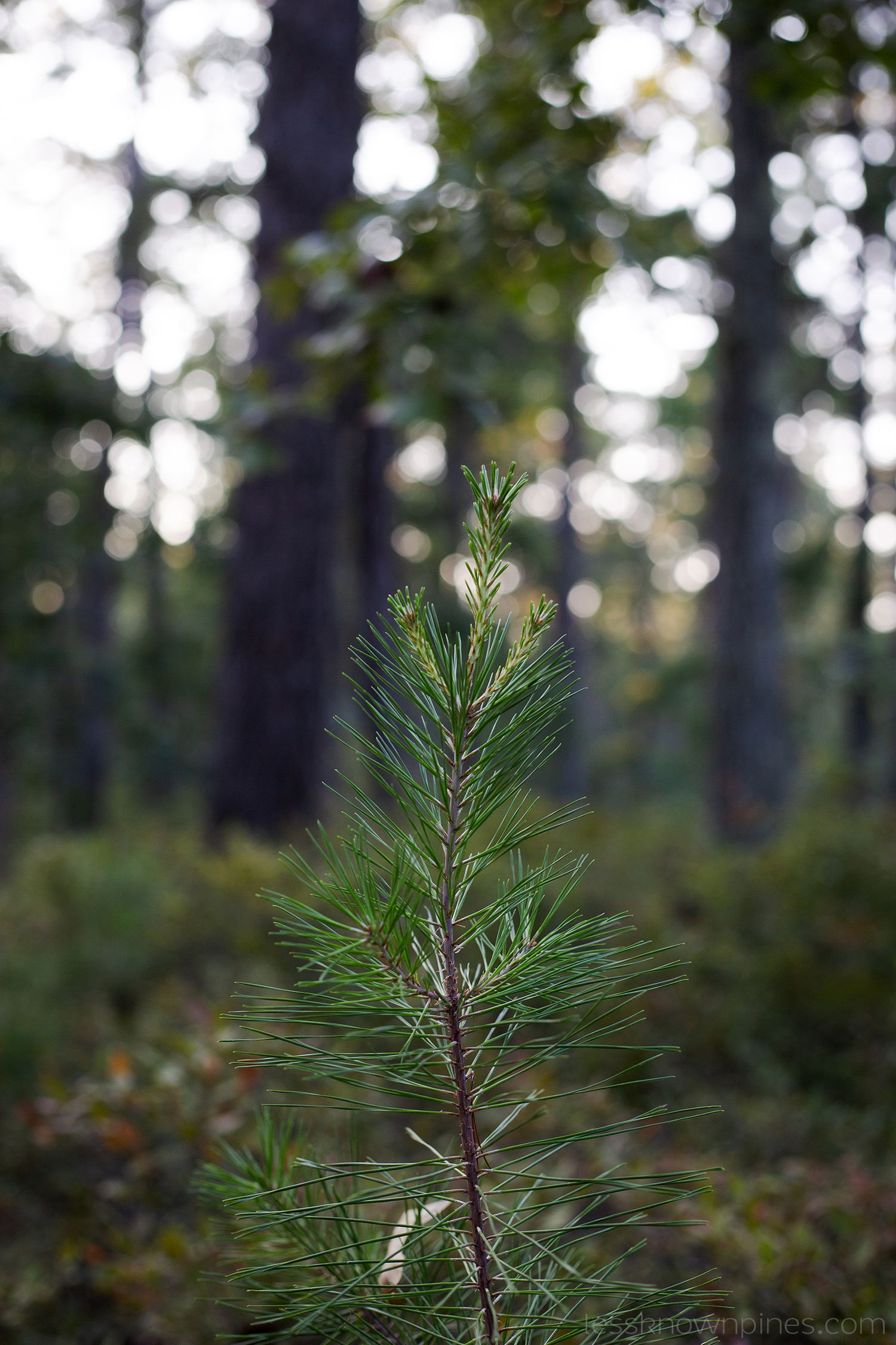 Medium shot sapling