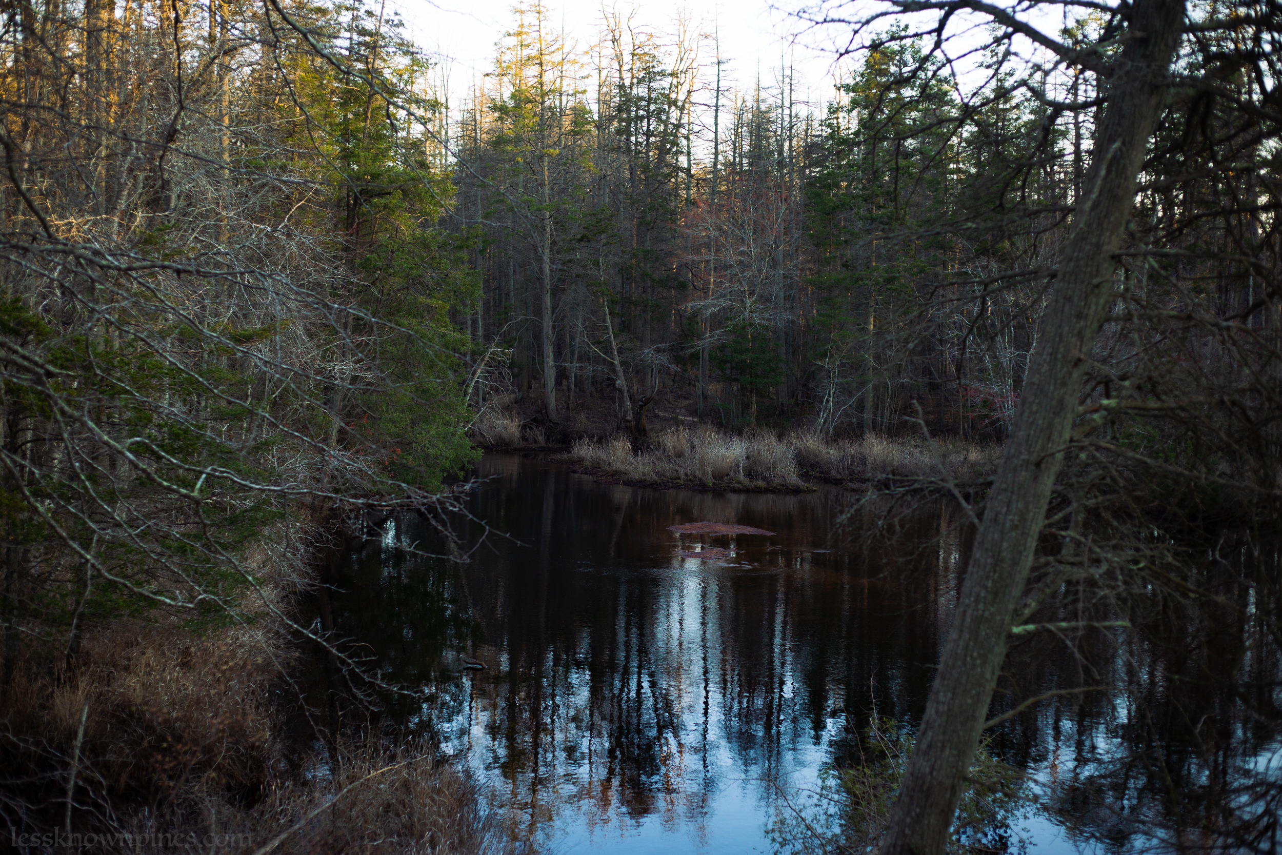 Mullica River cedar forest