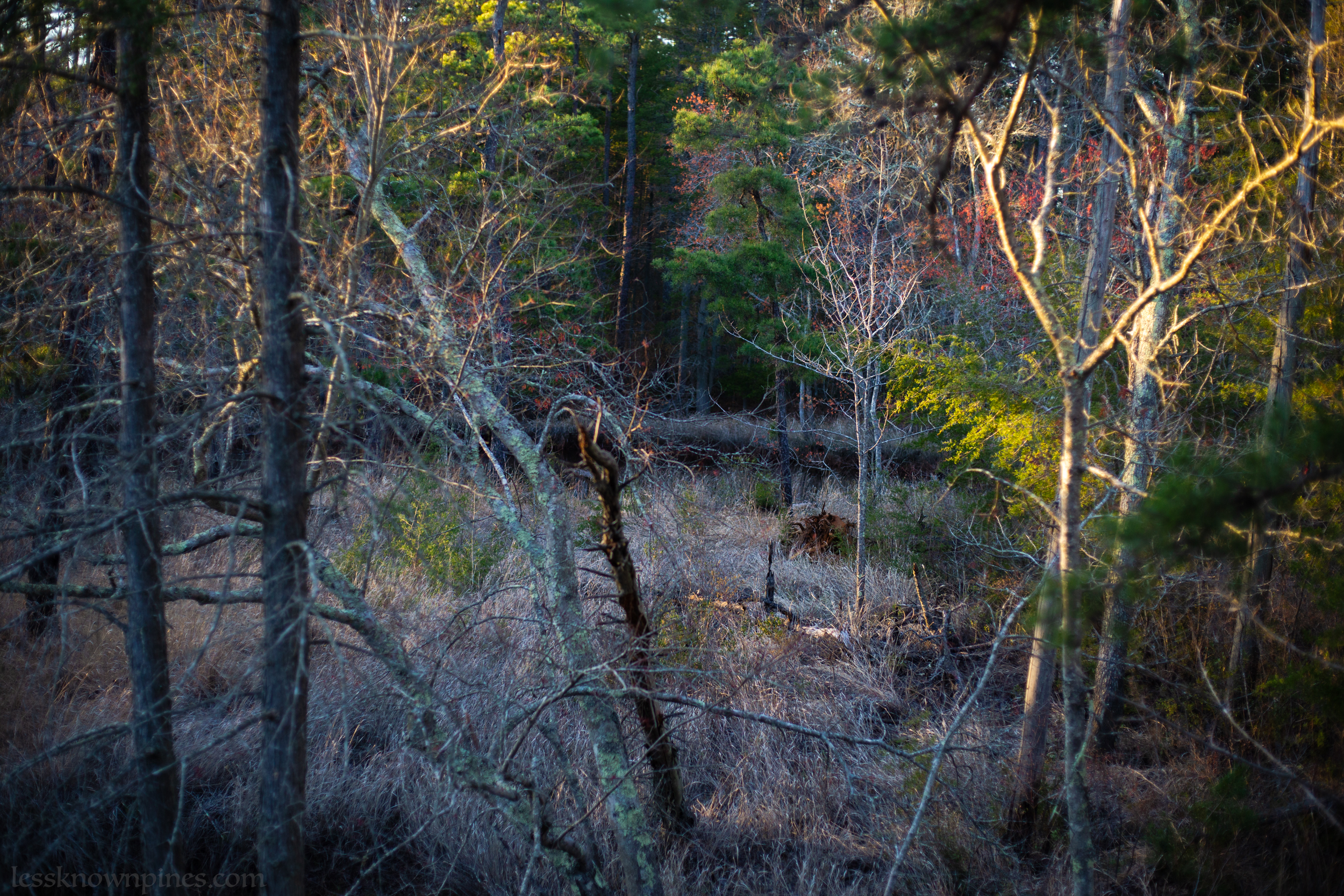 Grass marsh