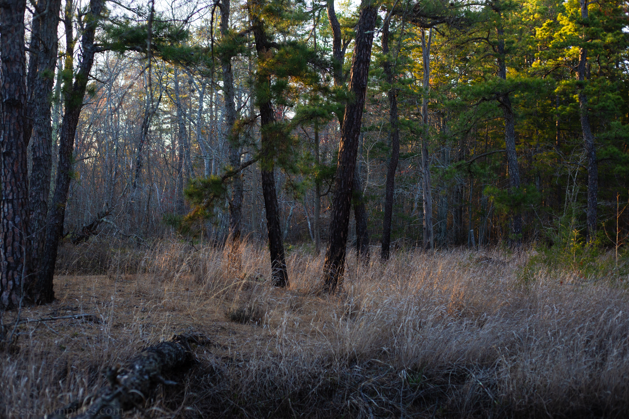 Mullica River edge