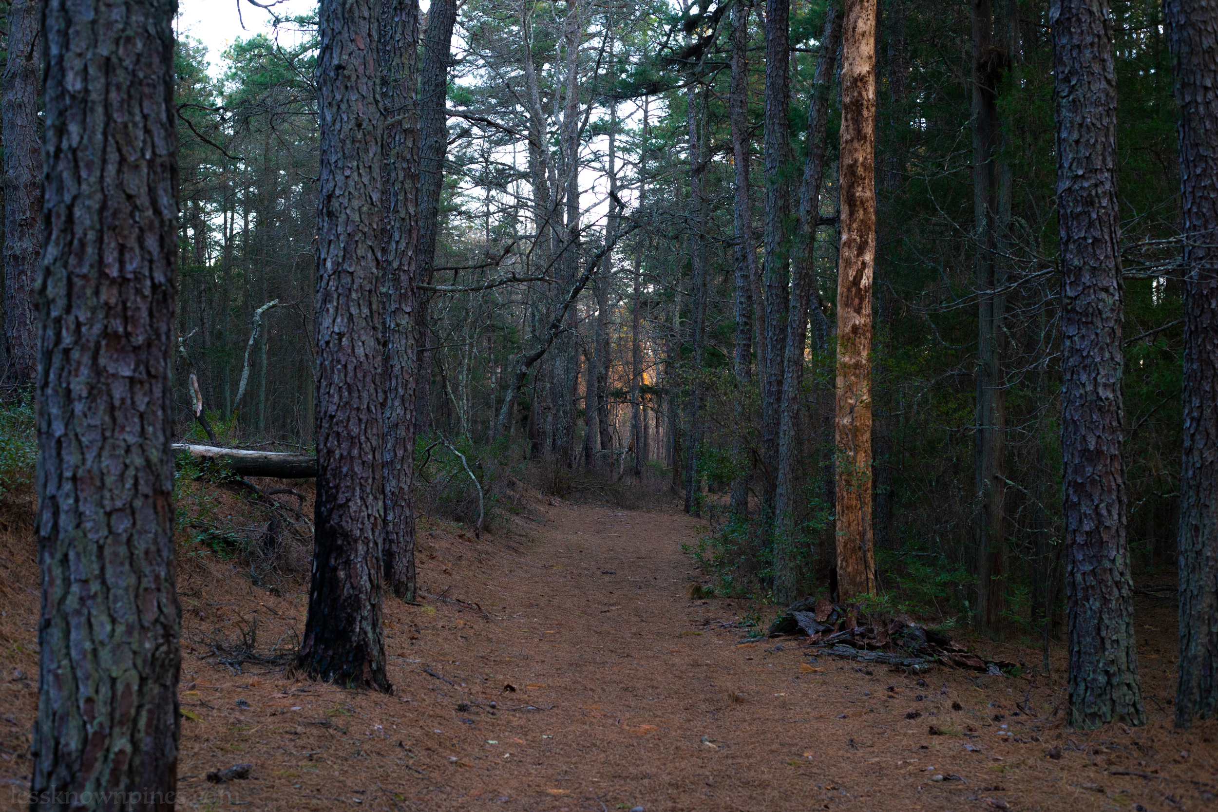 Mullica River trail