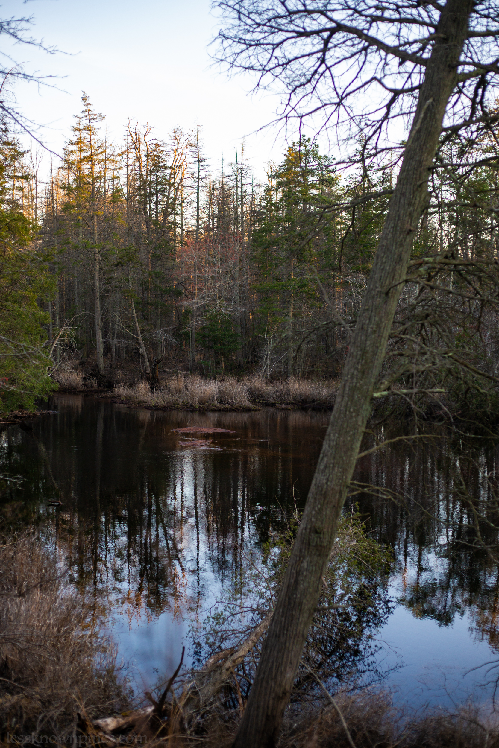 Mullica River View