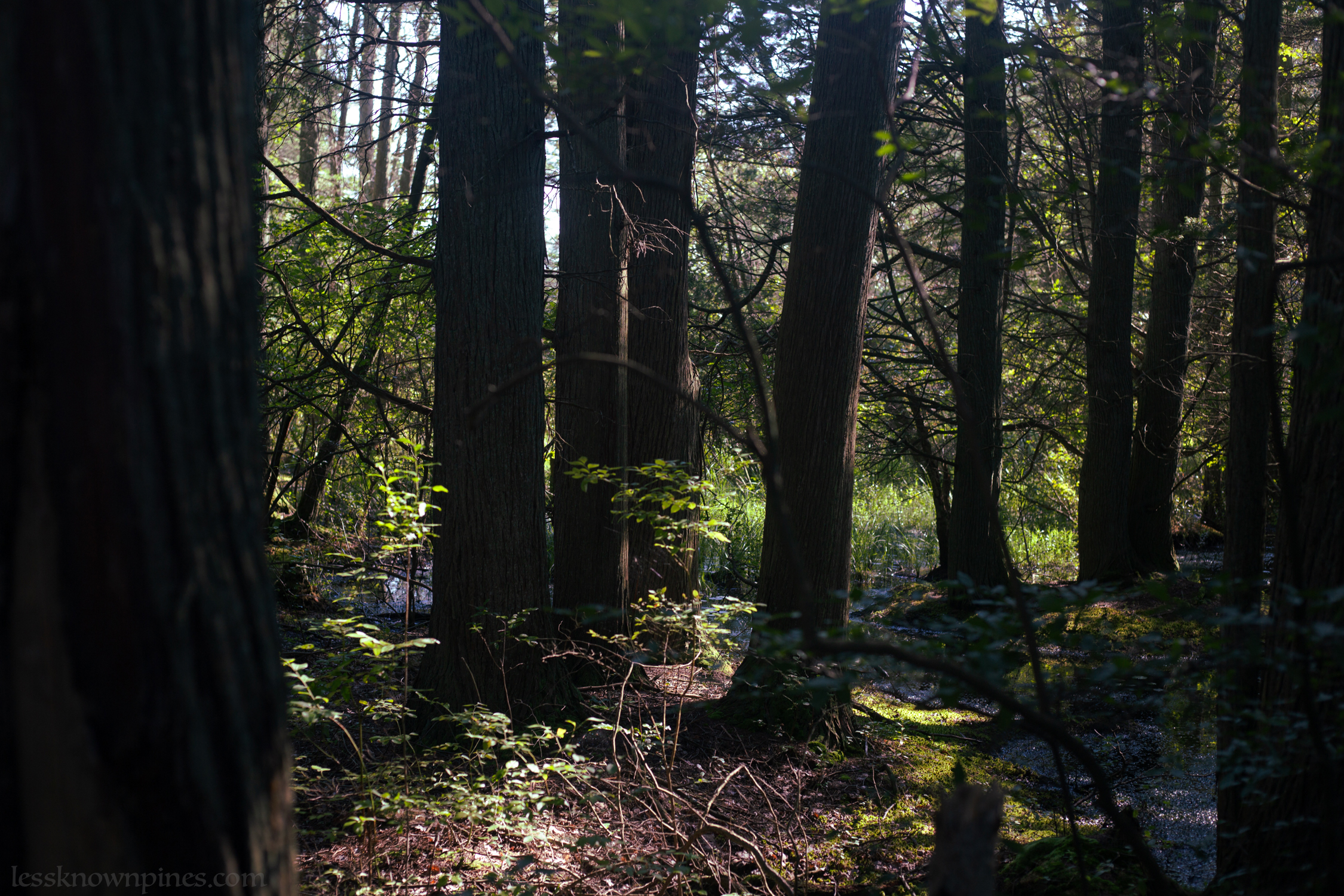 Aged trees and swampland