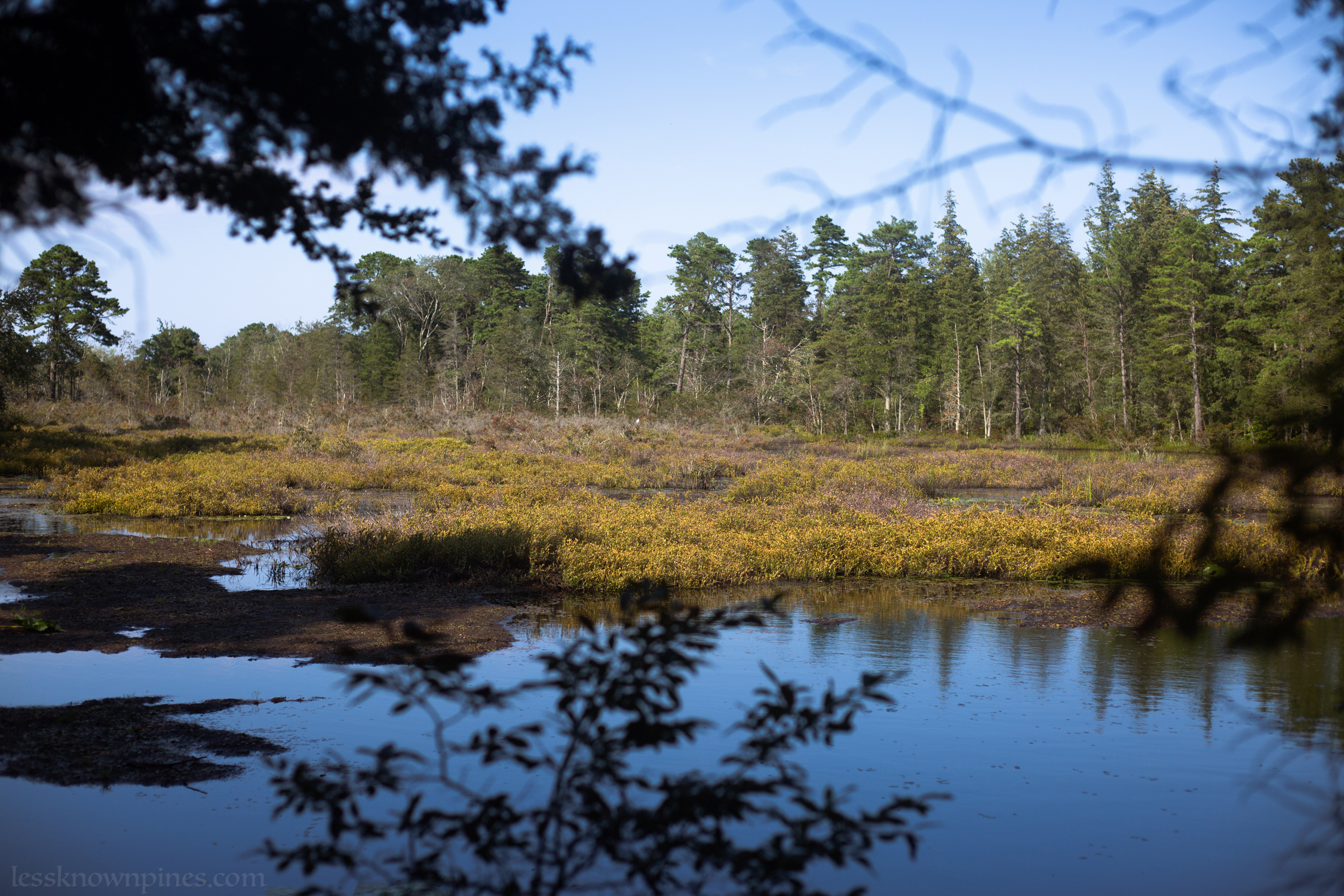 Old growth swampland