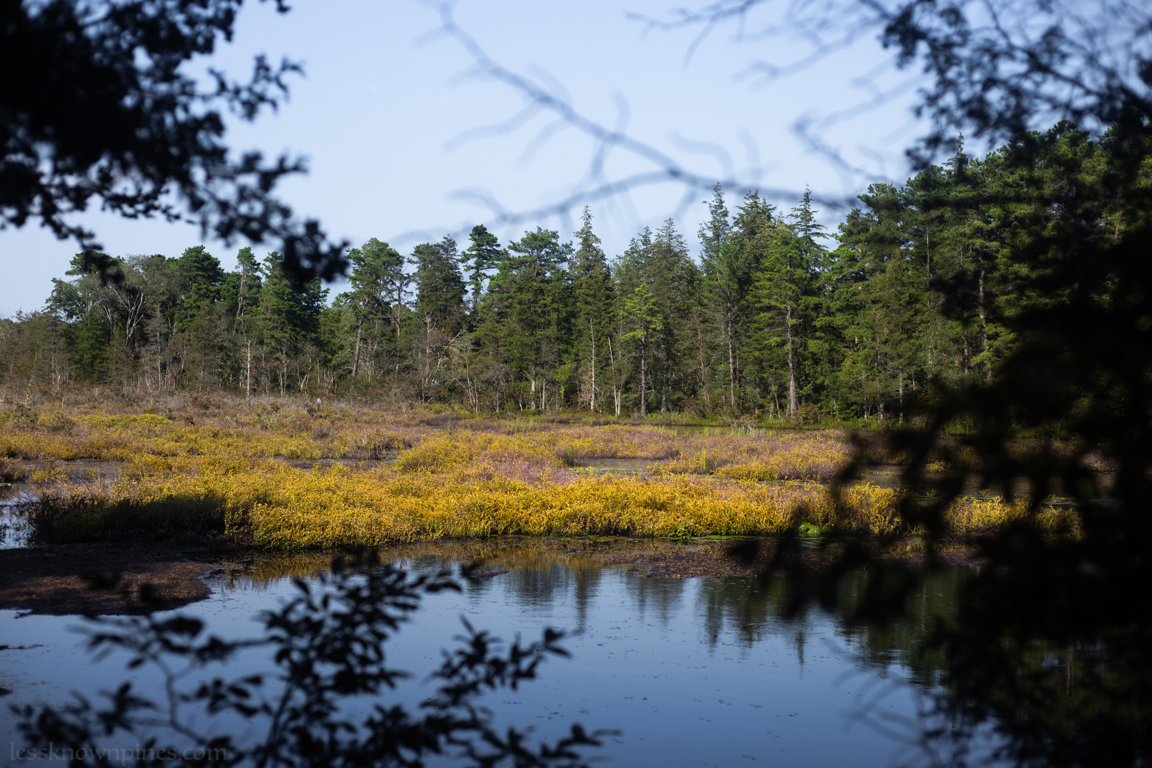 Old growth swampland