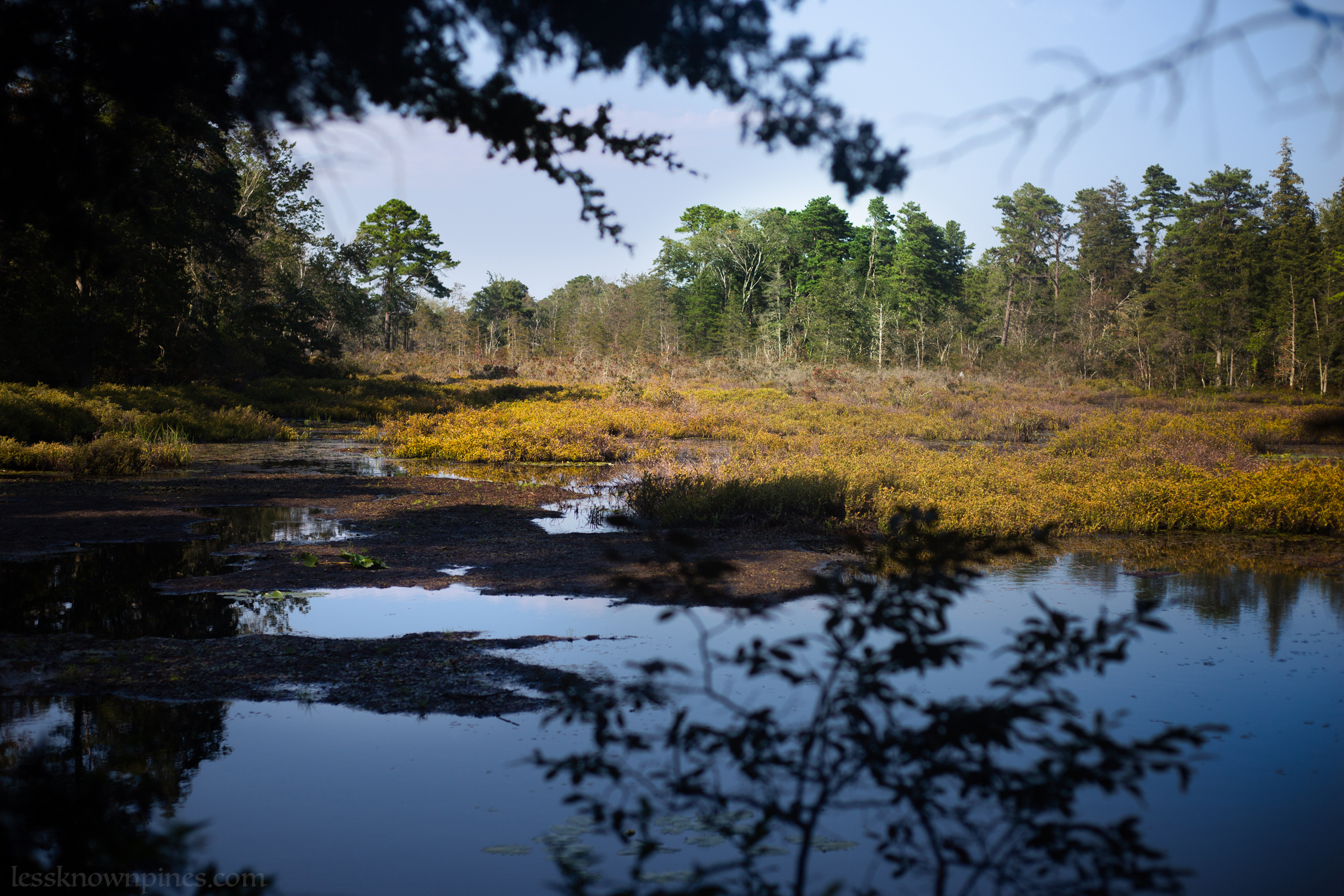 Old growth swampland