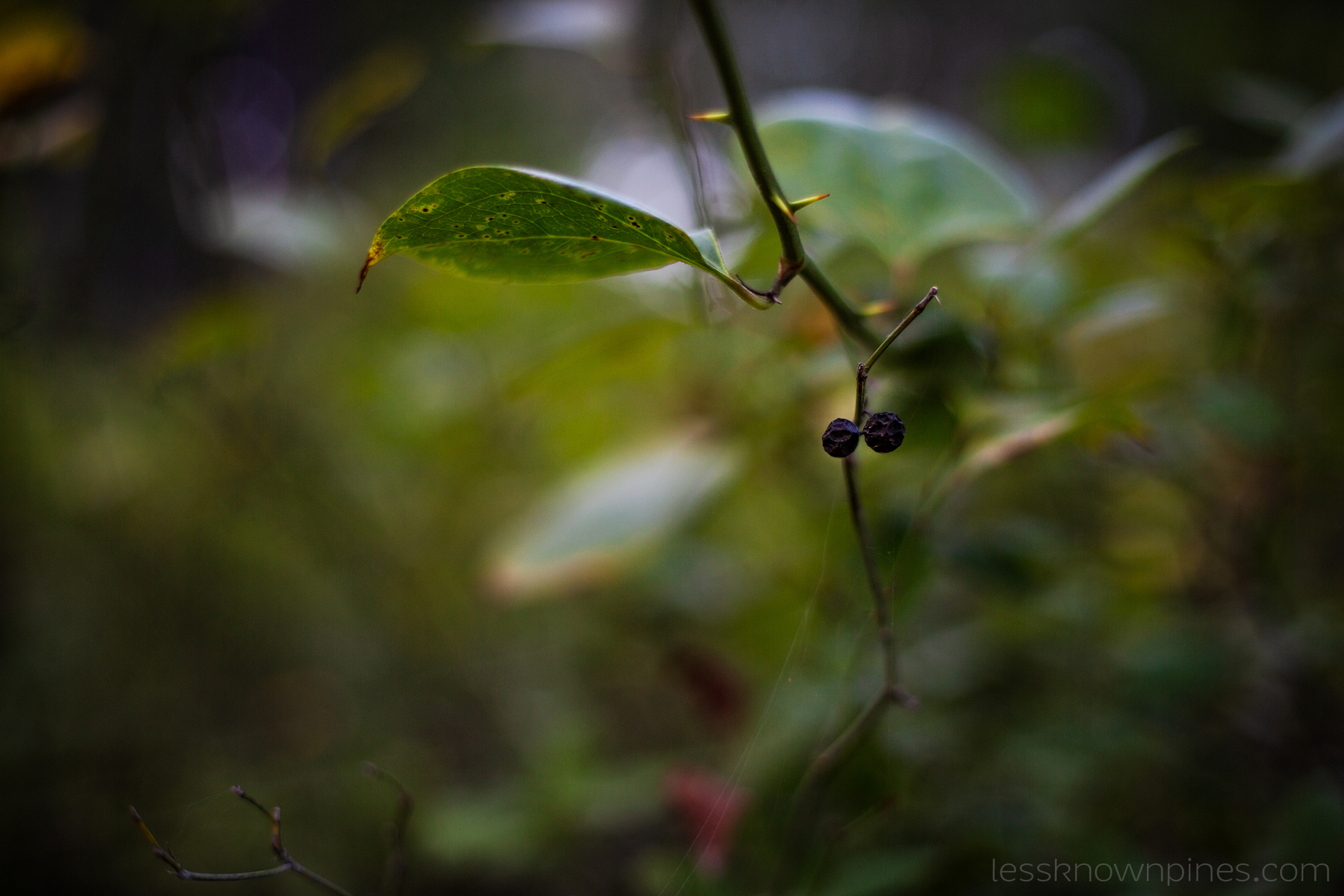 Ripe smilax