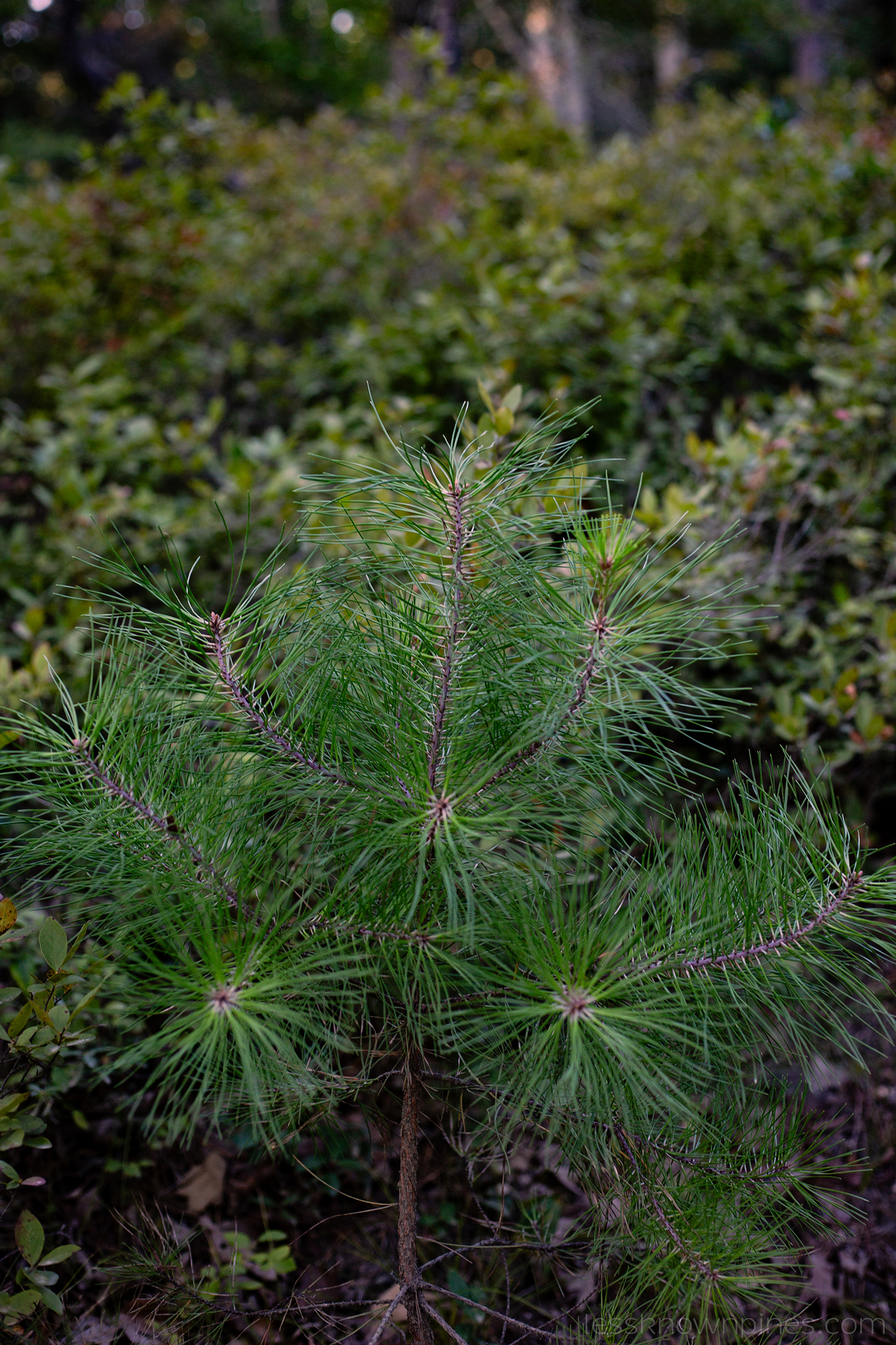 Sapling
