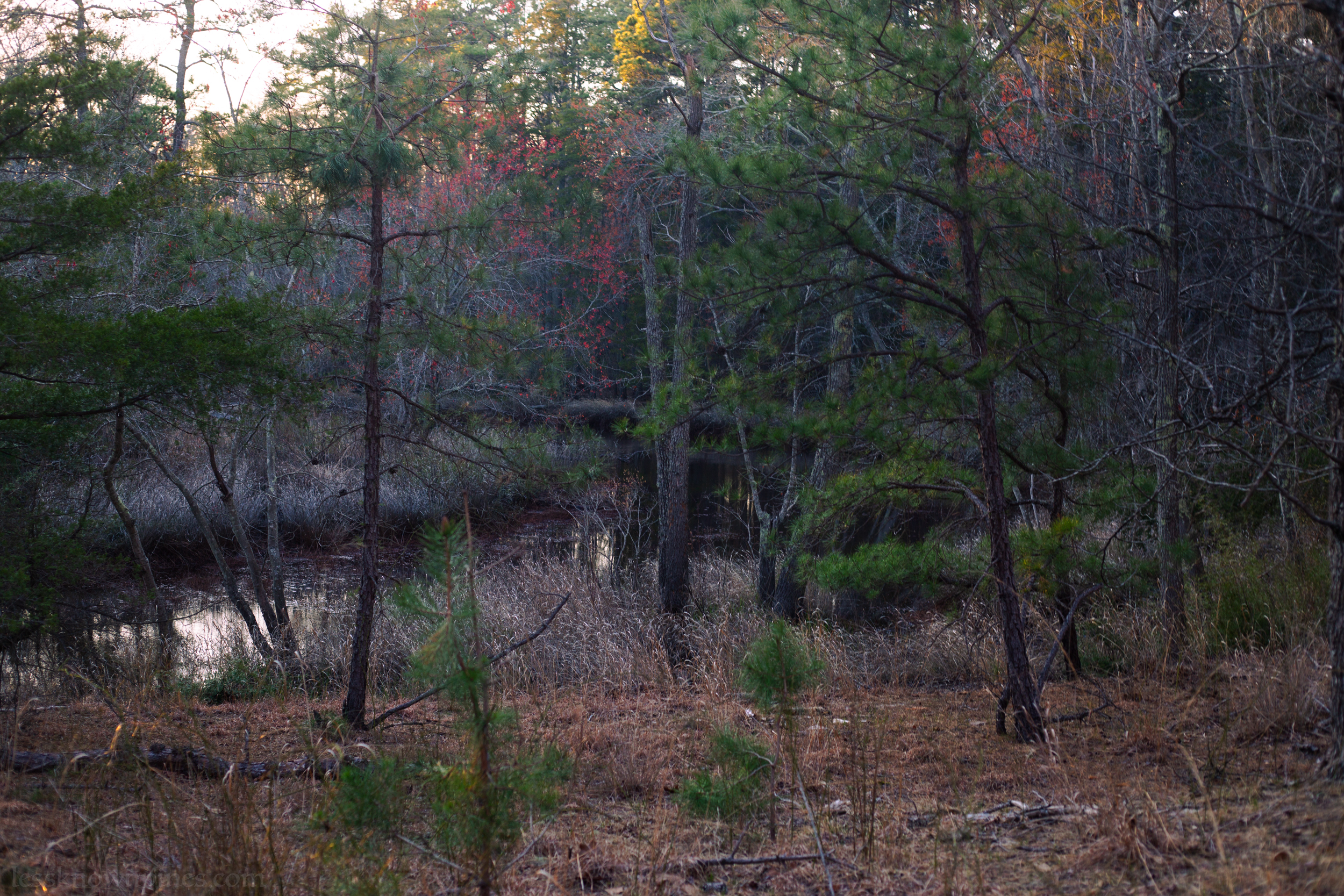 Spring Blooms at Mullica River