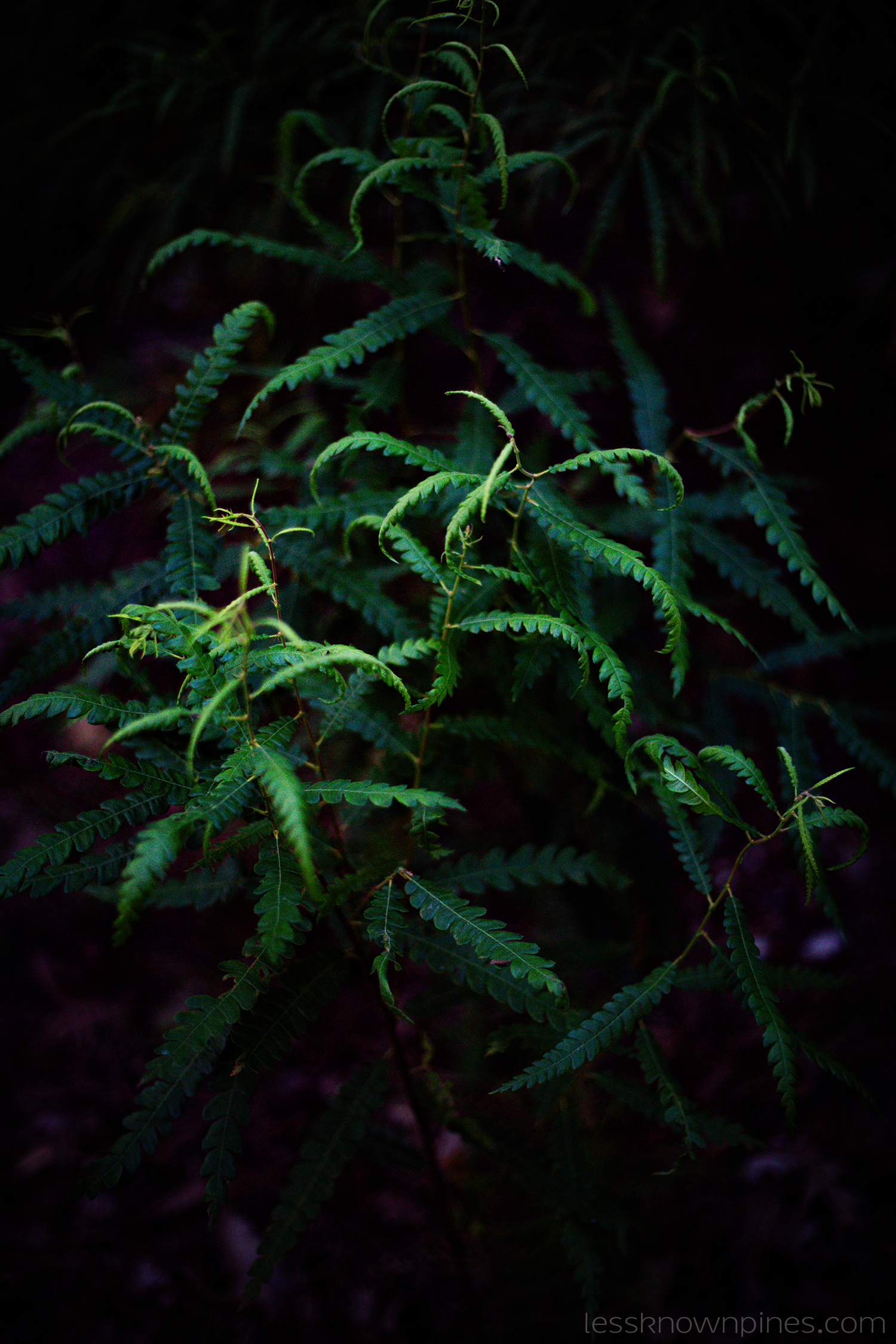 Sweetfern