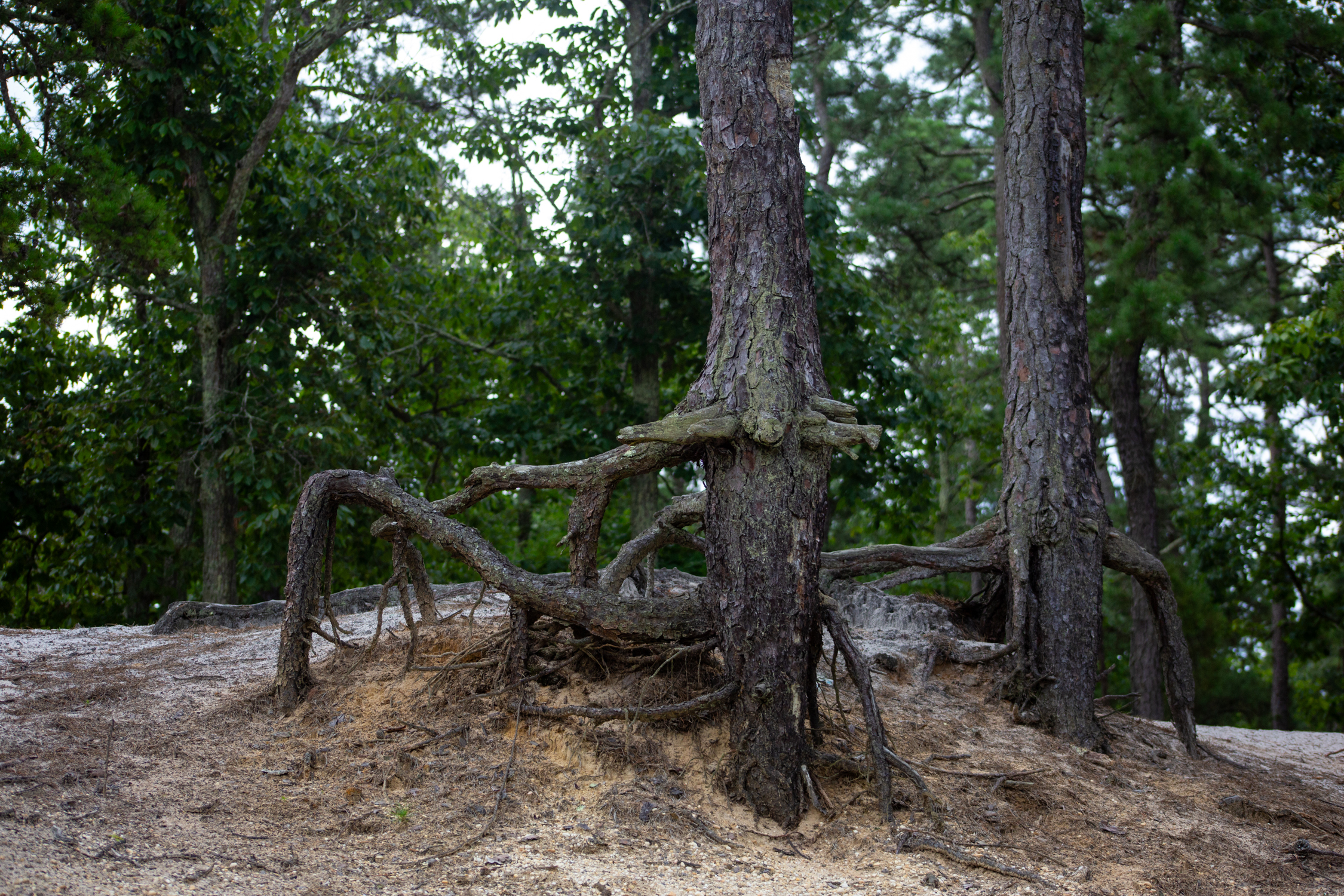 The soil washes away and the roots grow