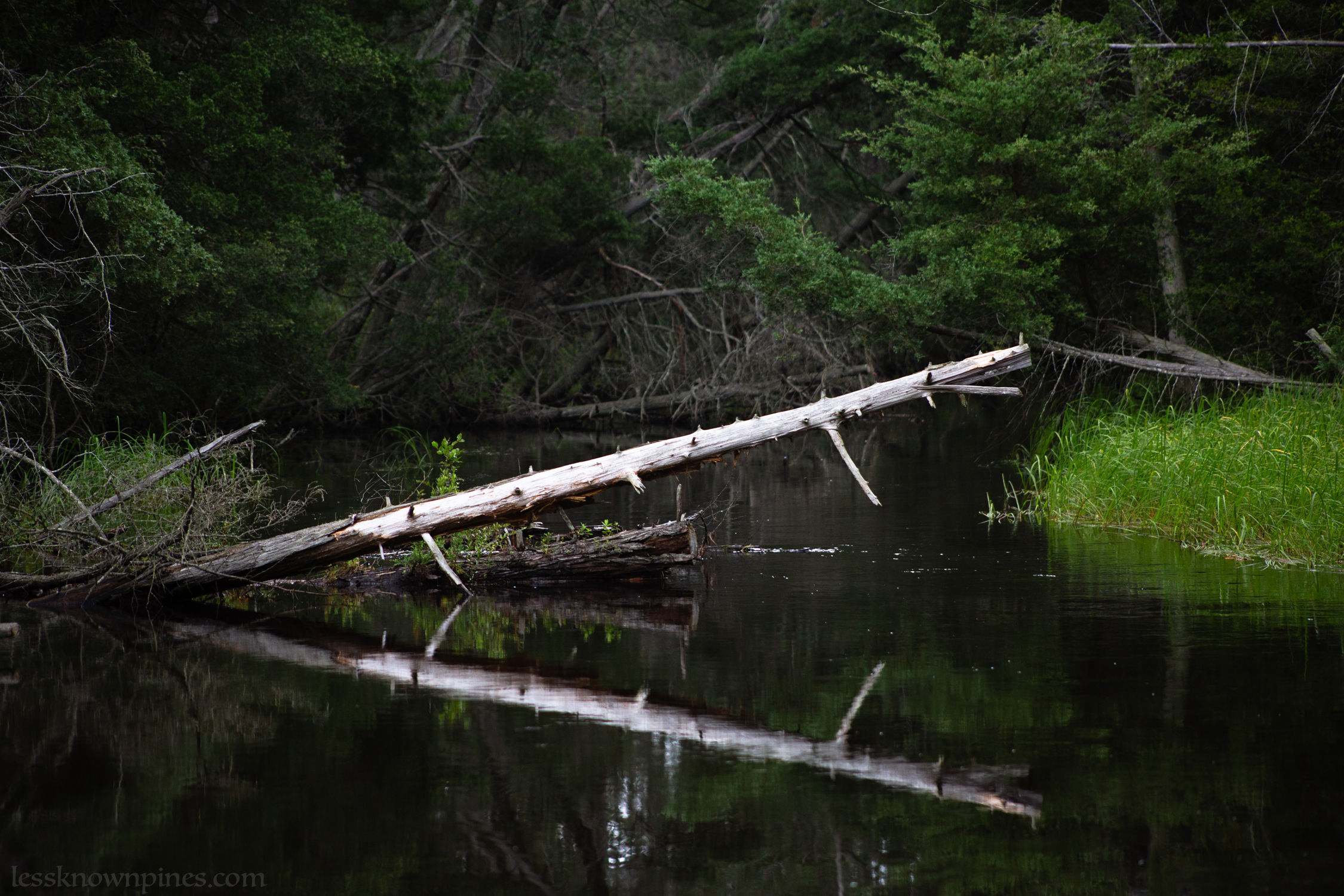 Thick cedar forest surrounds swamp