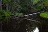 Rivery swamp thumbnail