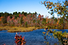 Fall foliage thumbnail