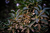 Mountain laurel thumbnail