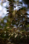 Unknown Huckleberry Trail